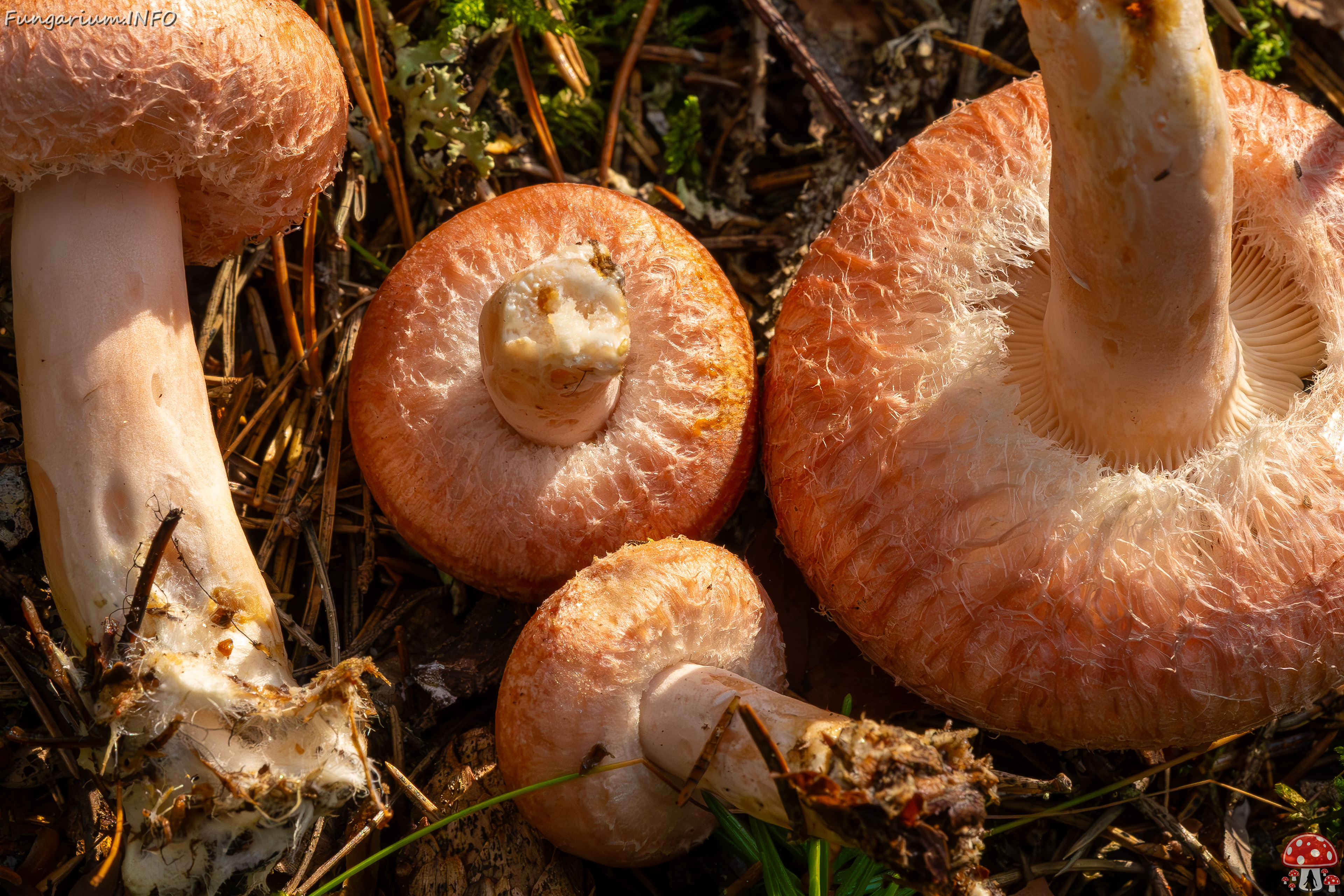 lactarius-torminosus_2023-09-10_1-10 