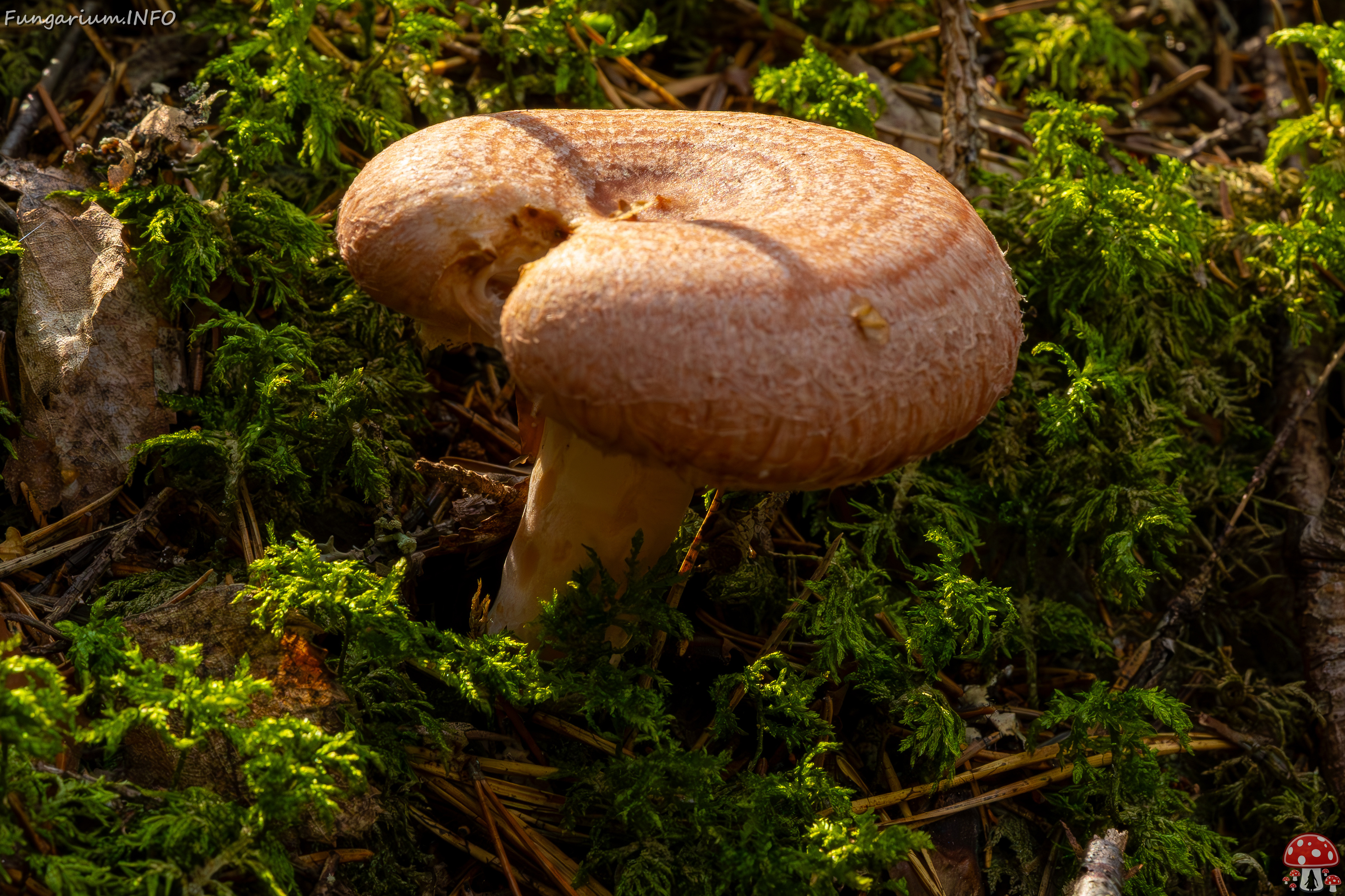 lactarius-torminosus_2023-09-10_1-2 