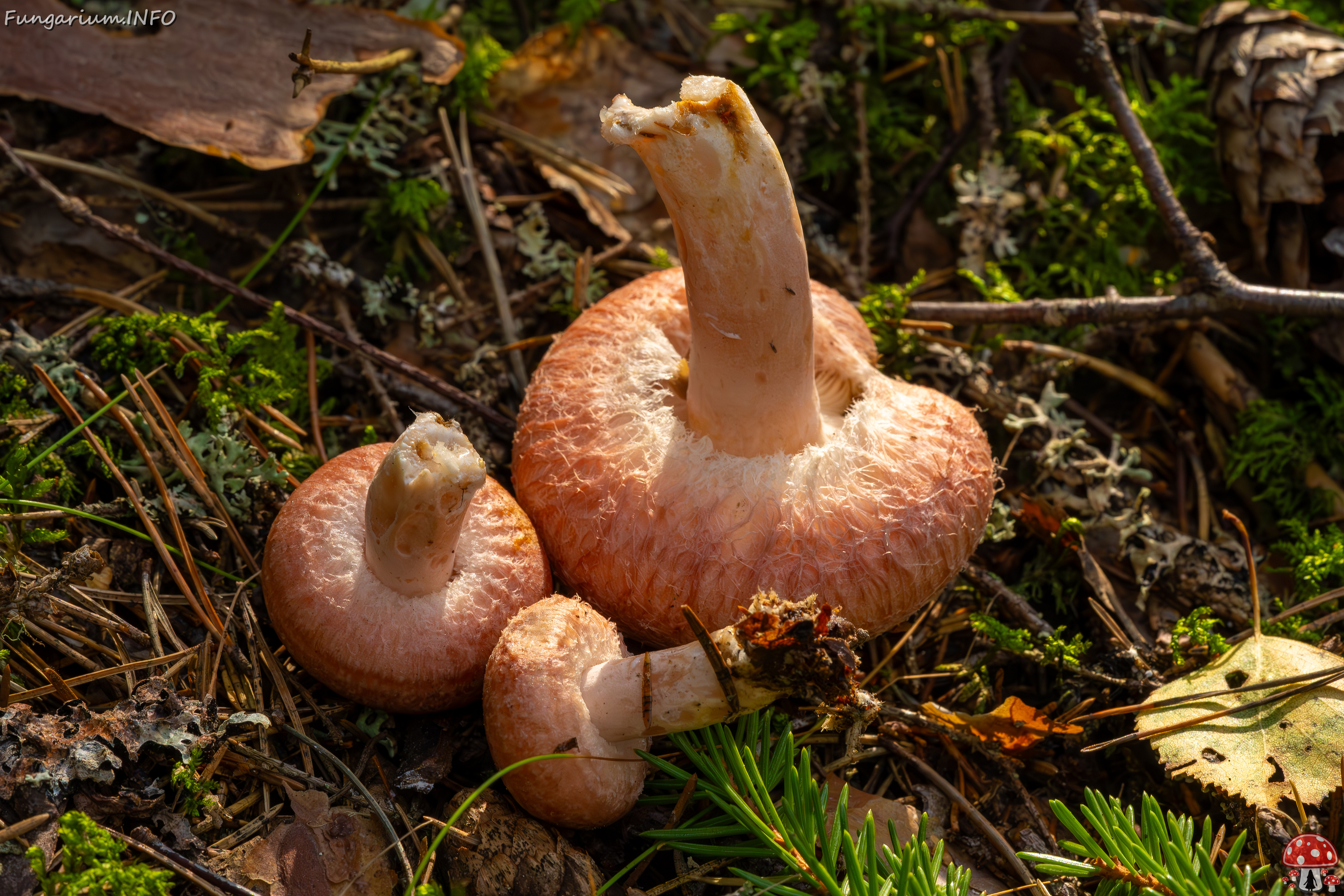 lactarius-torminosus_2023-09-10_1-3 