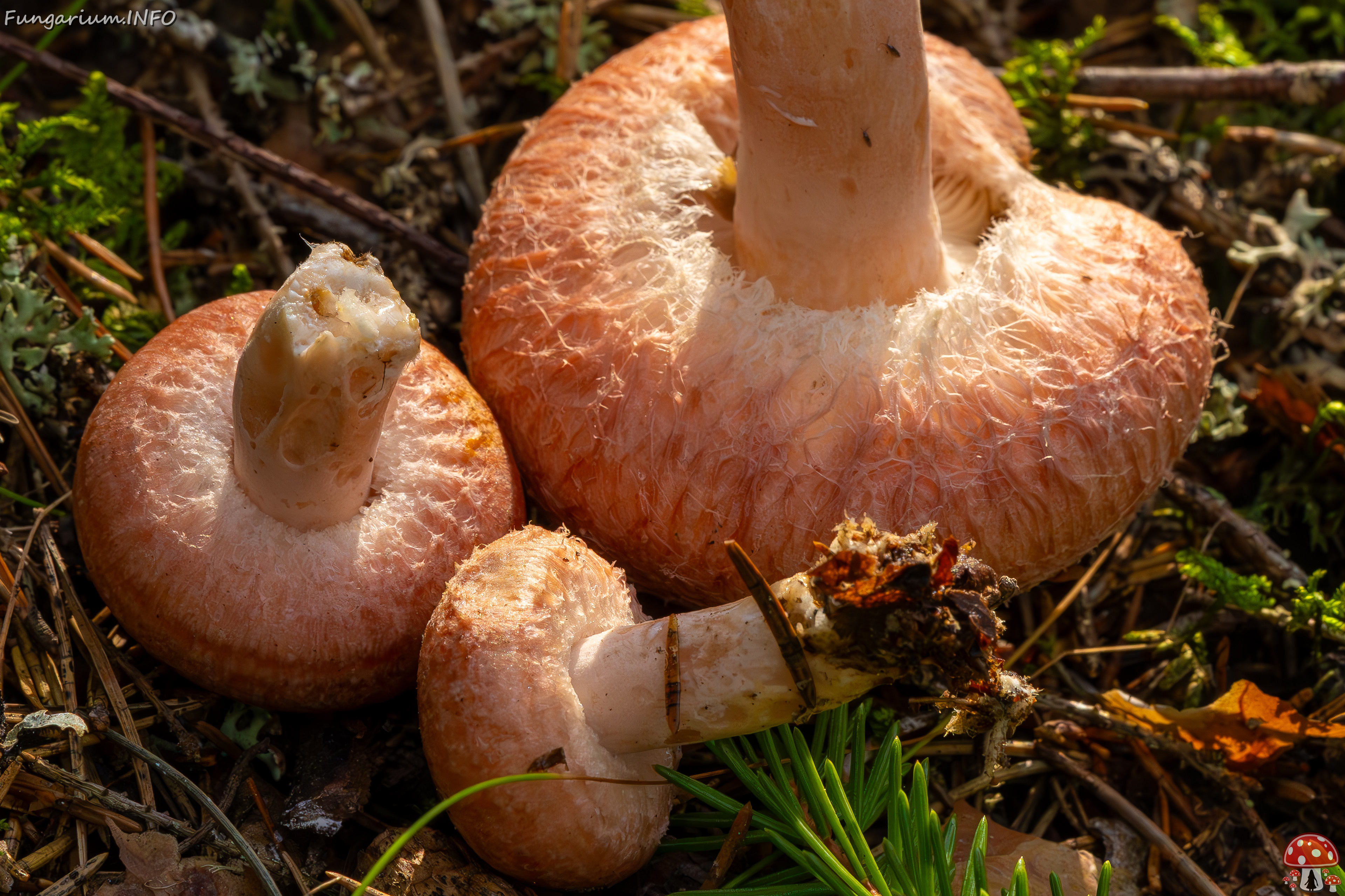 lactarius-torminosus_2023-09-10_1-4 