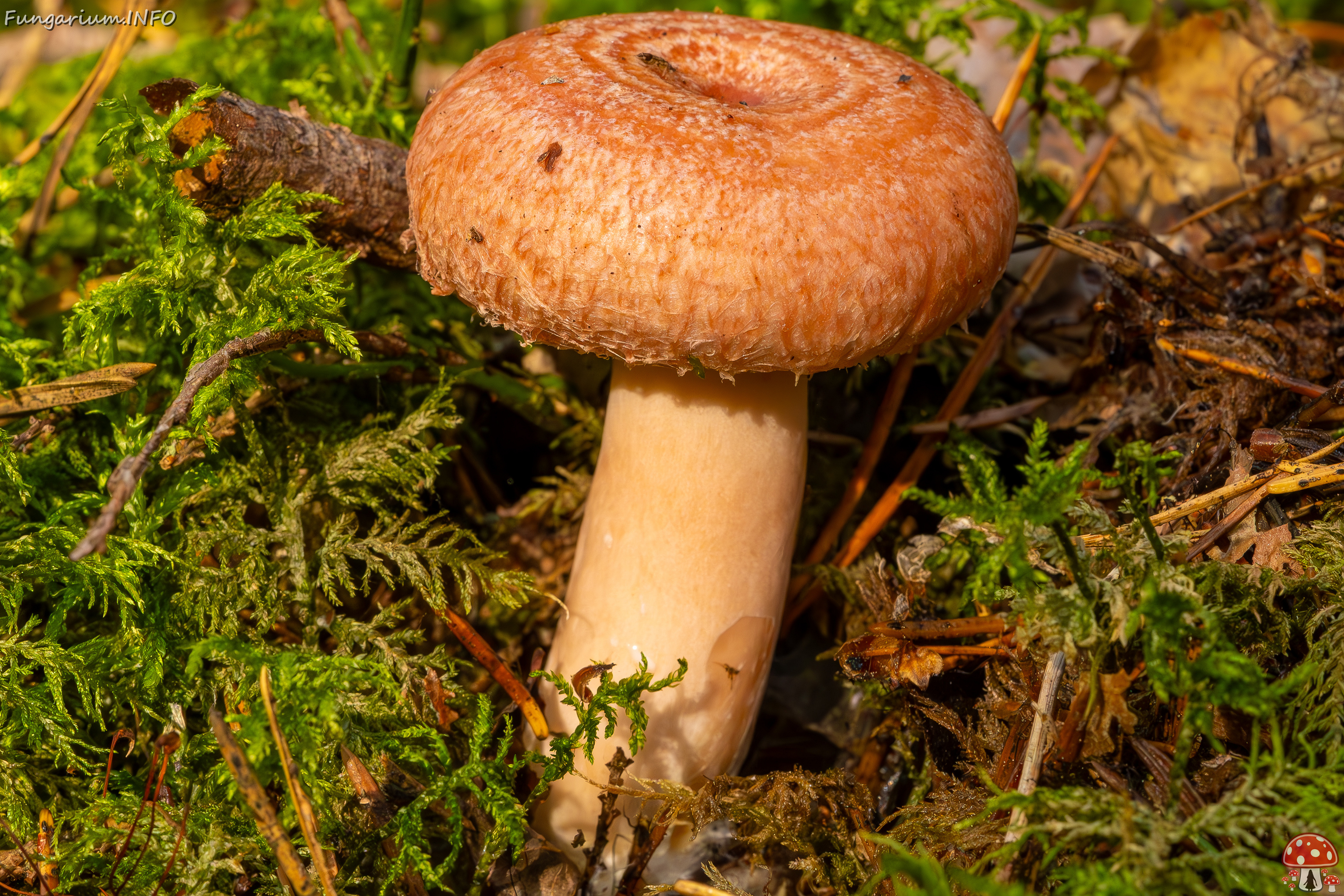 lactarius-torminosus_2023-09-10_1-5 