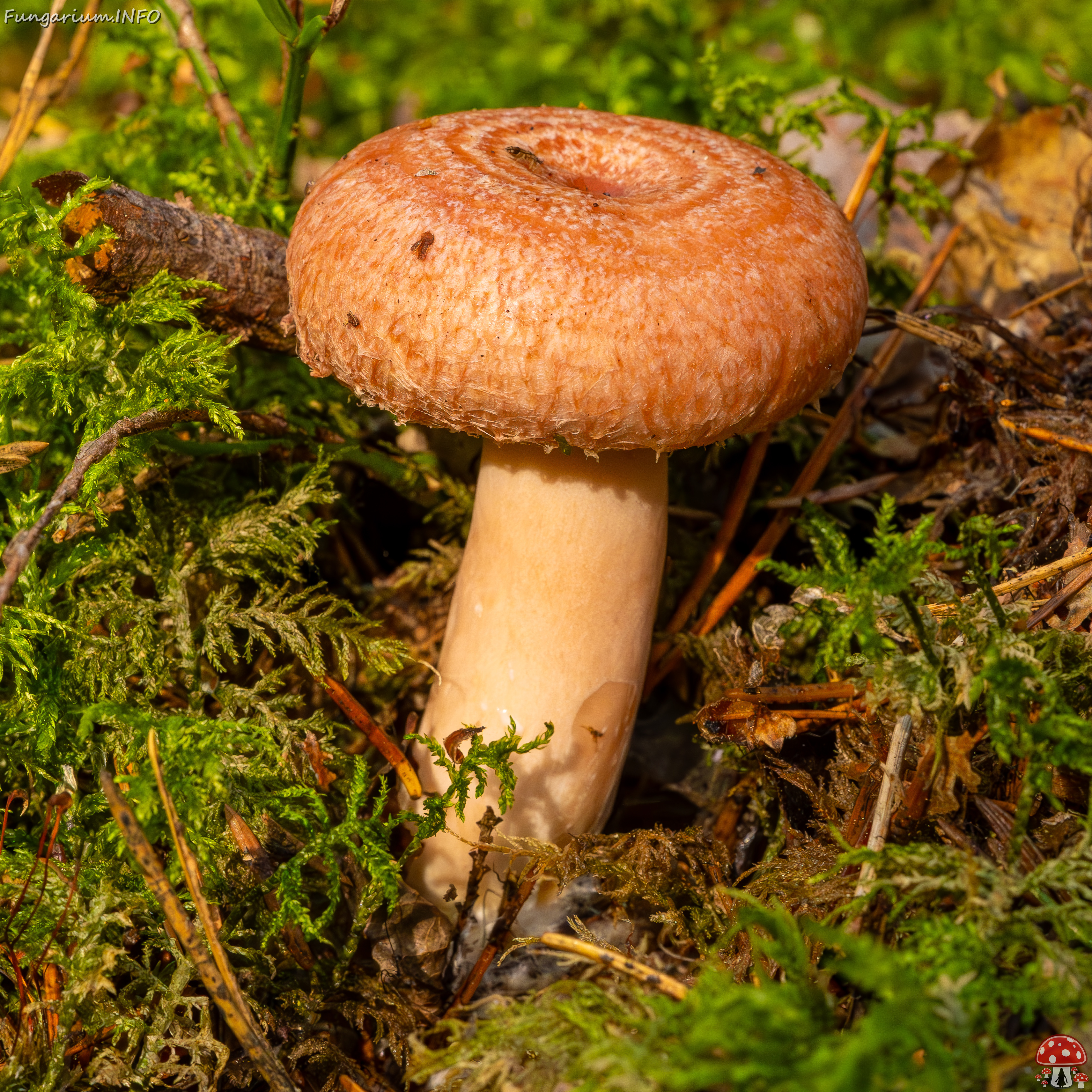 lactarius-torminosus_2023-09-10_1-6 