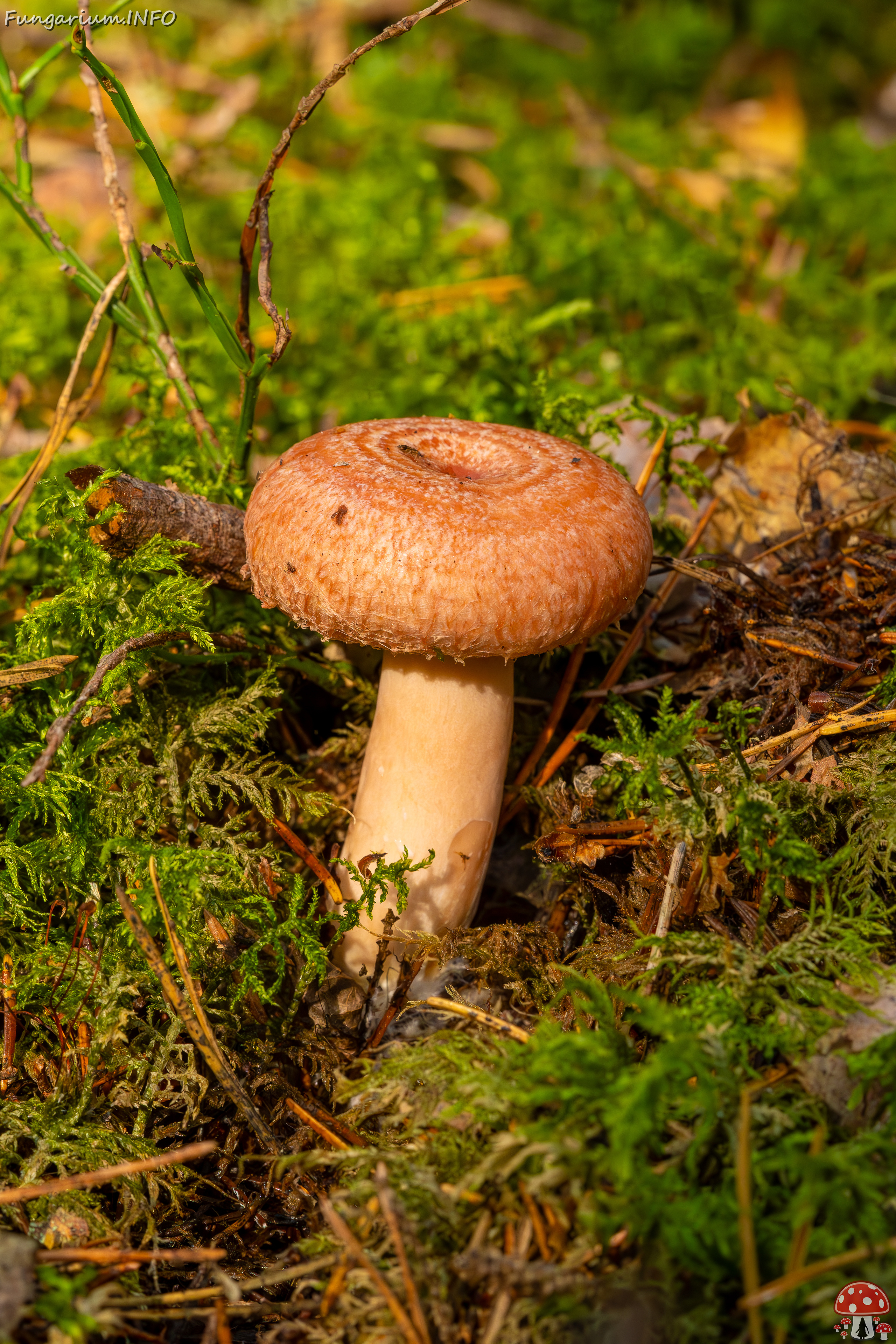 lactarius-torminosus_2023-09-10_1-7 