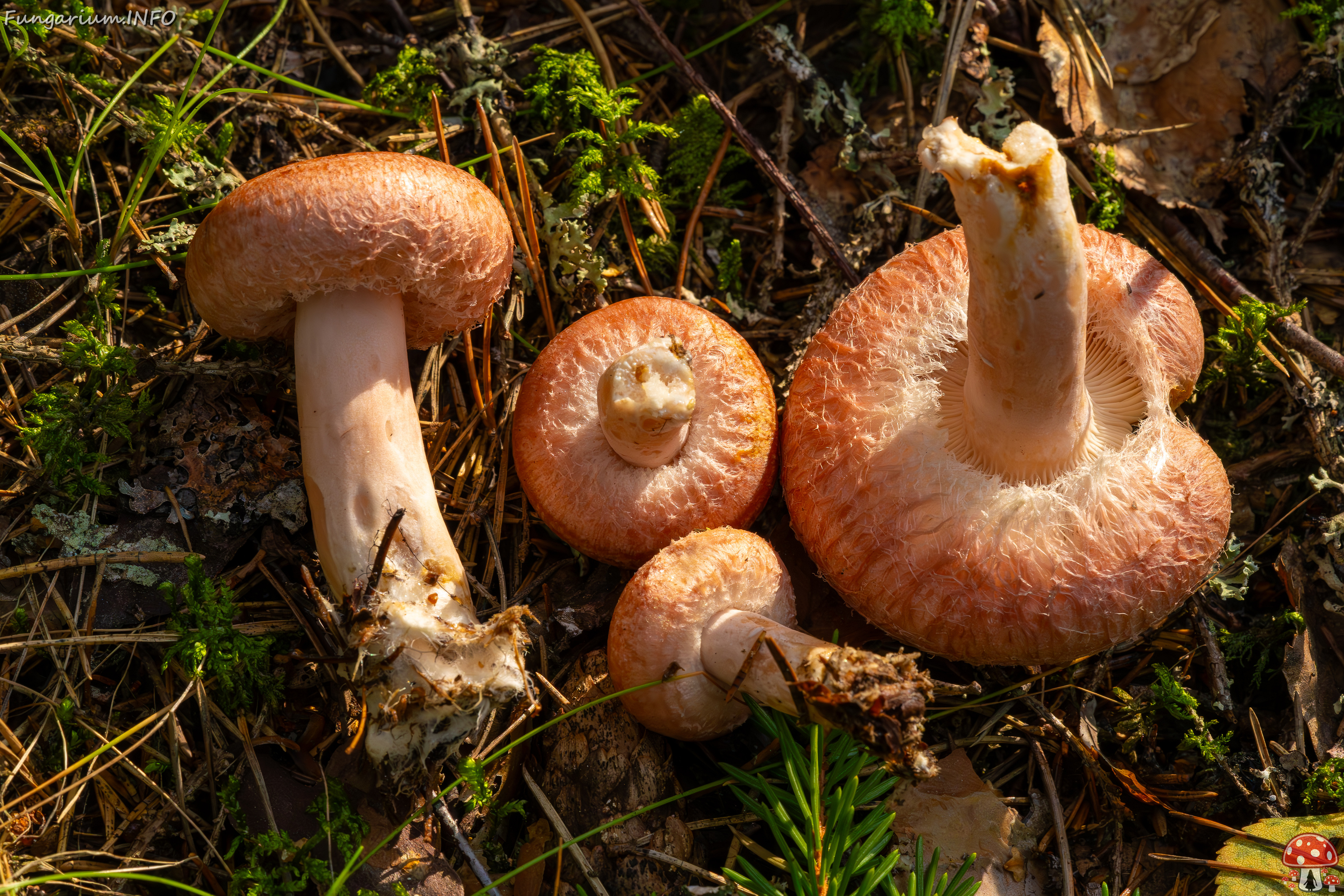 lactarius-torminosus_2023-09-10_1-8 