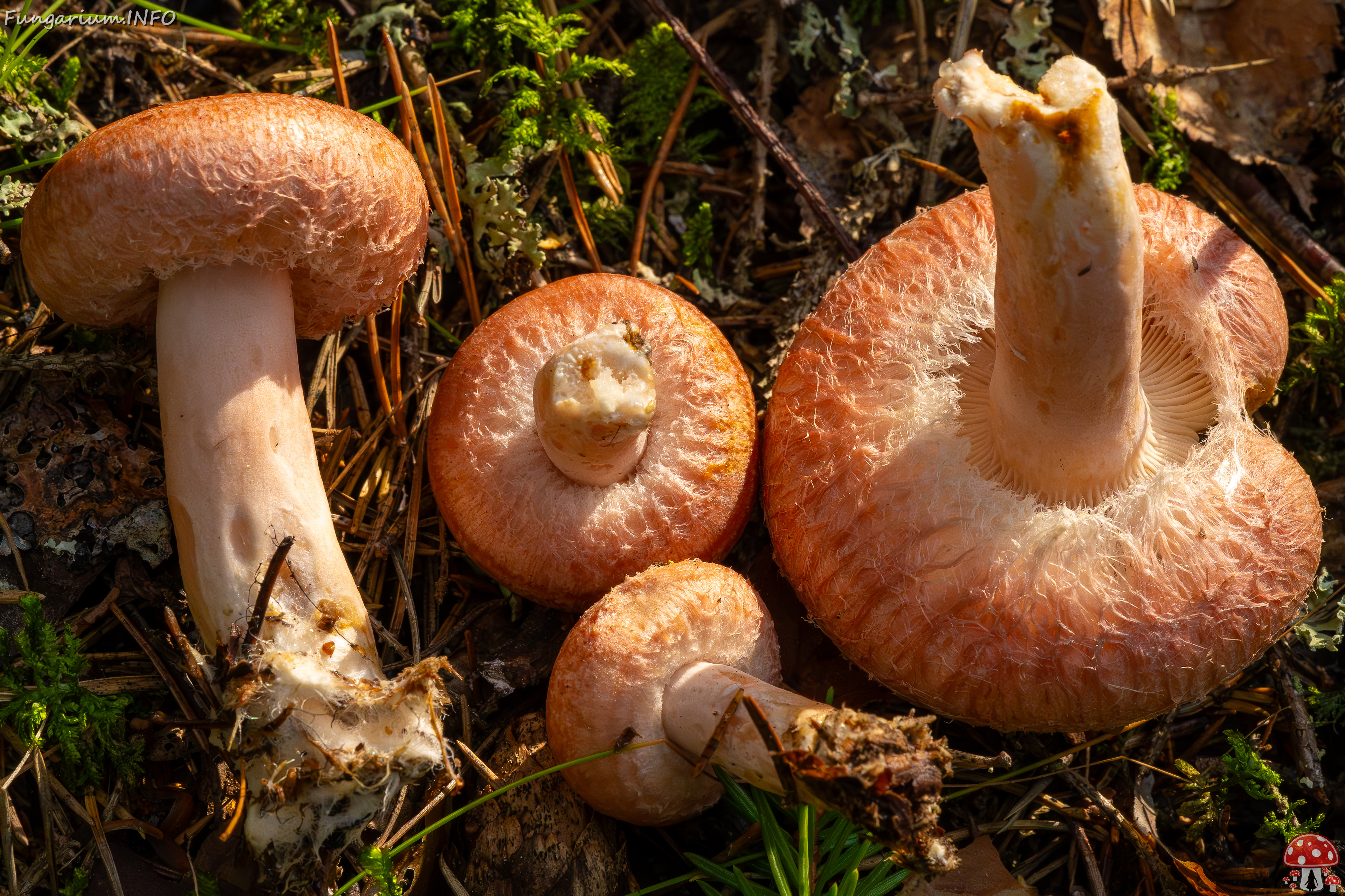 lactarius-torminosus_2023-09-10_1-9 