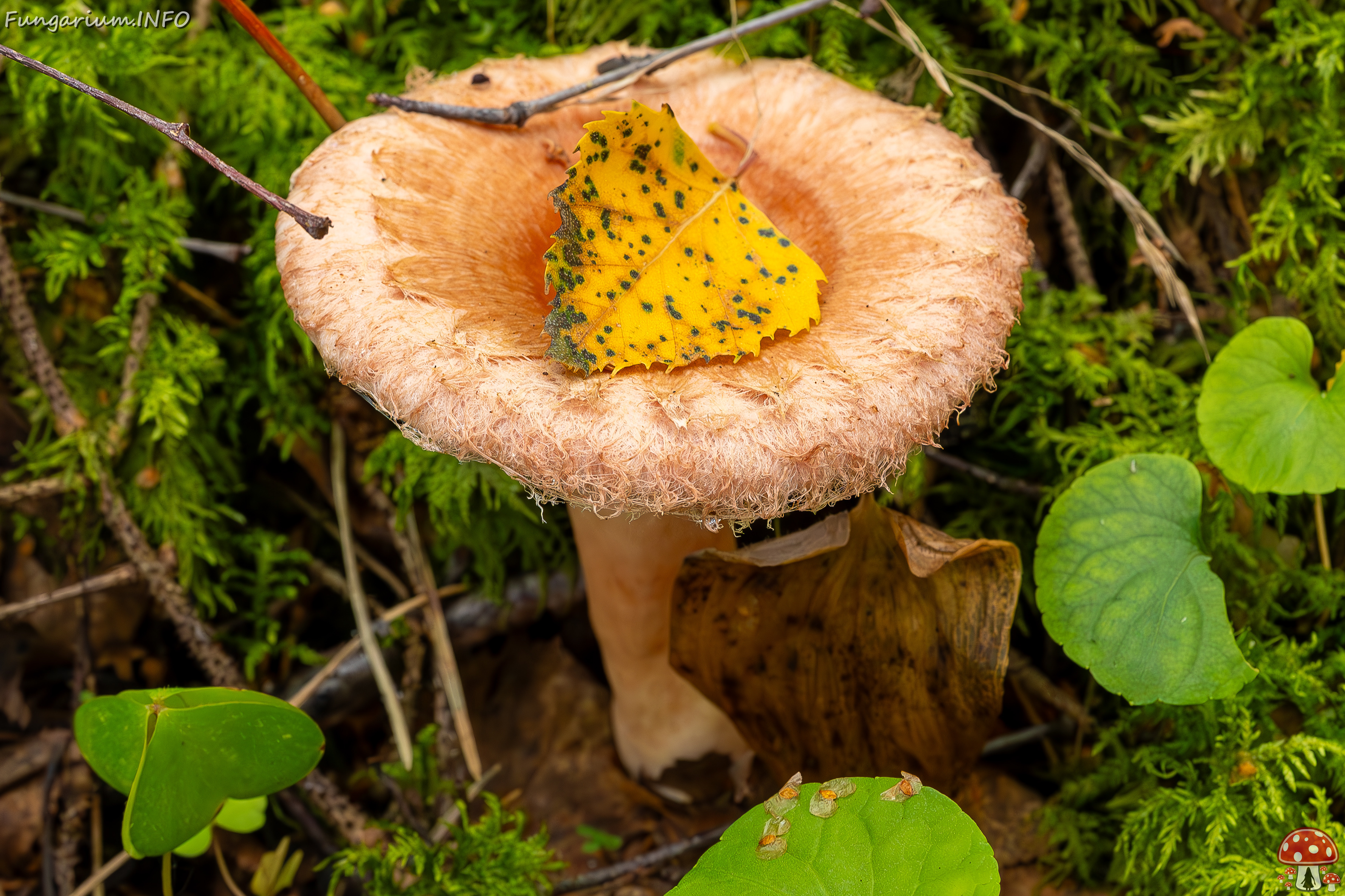 lactarius-torminosus_2023-09-10_2-1 