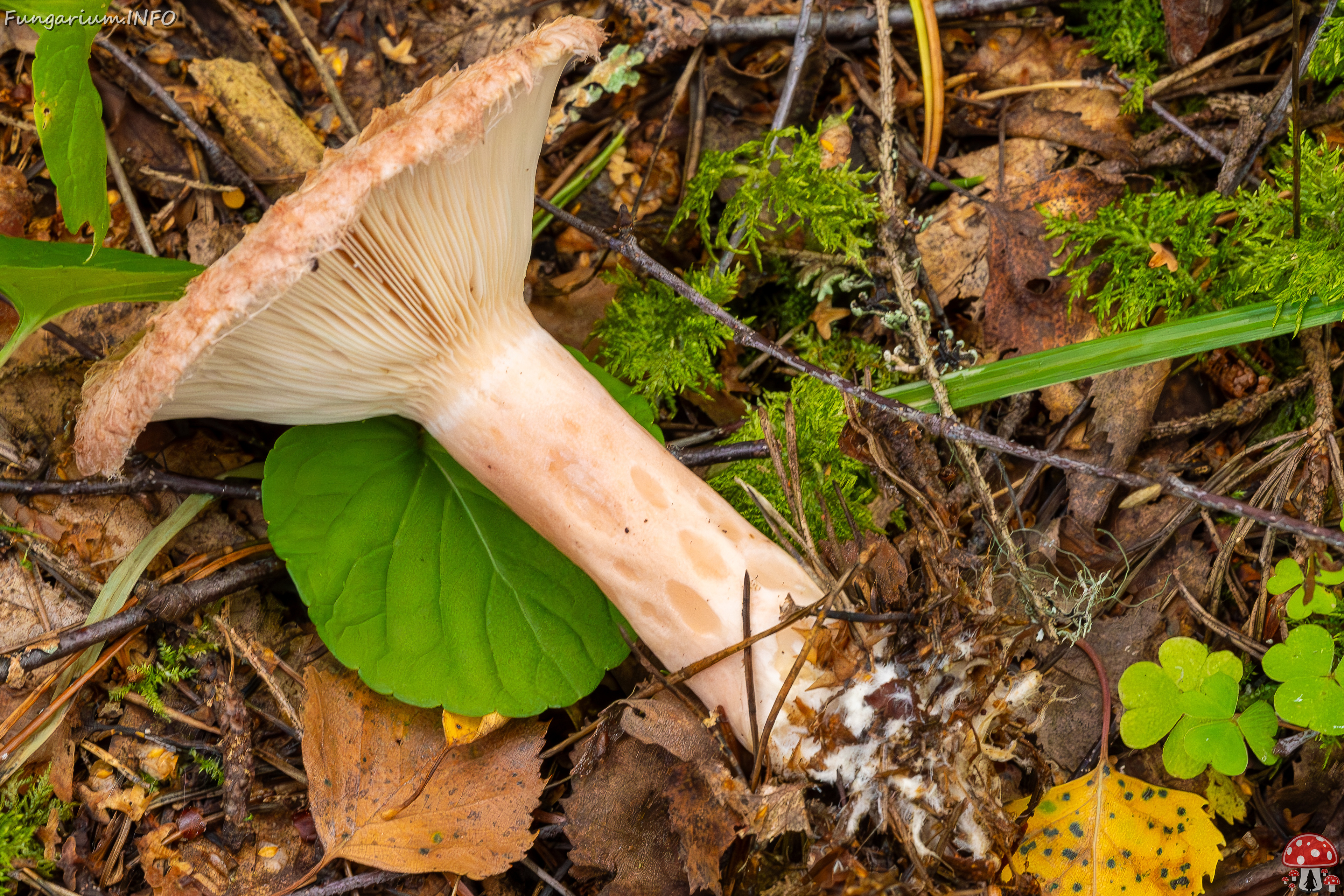 lactarius-torminosus_2023-09-10_2-10 