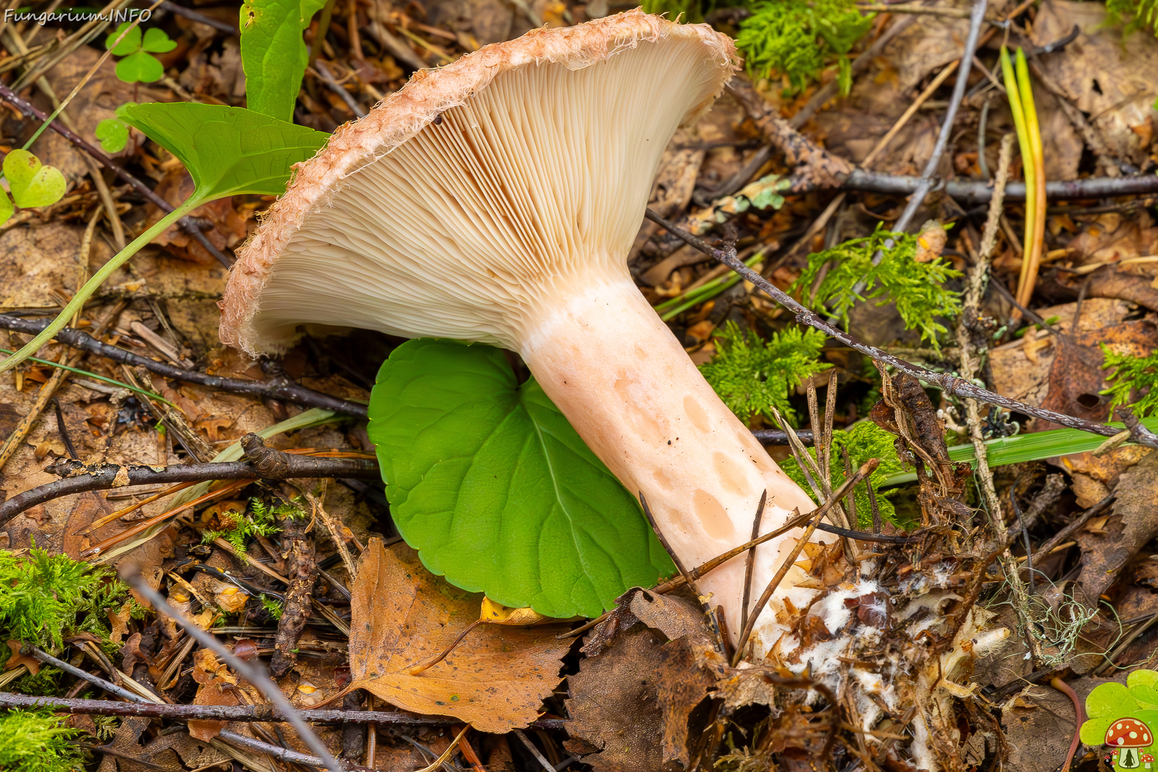 lactarius-torminosus_2023-09-10_2-11 