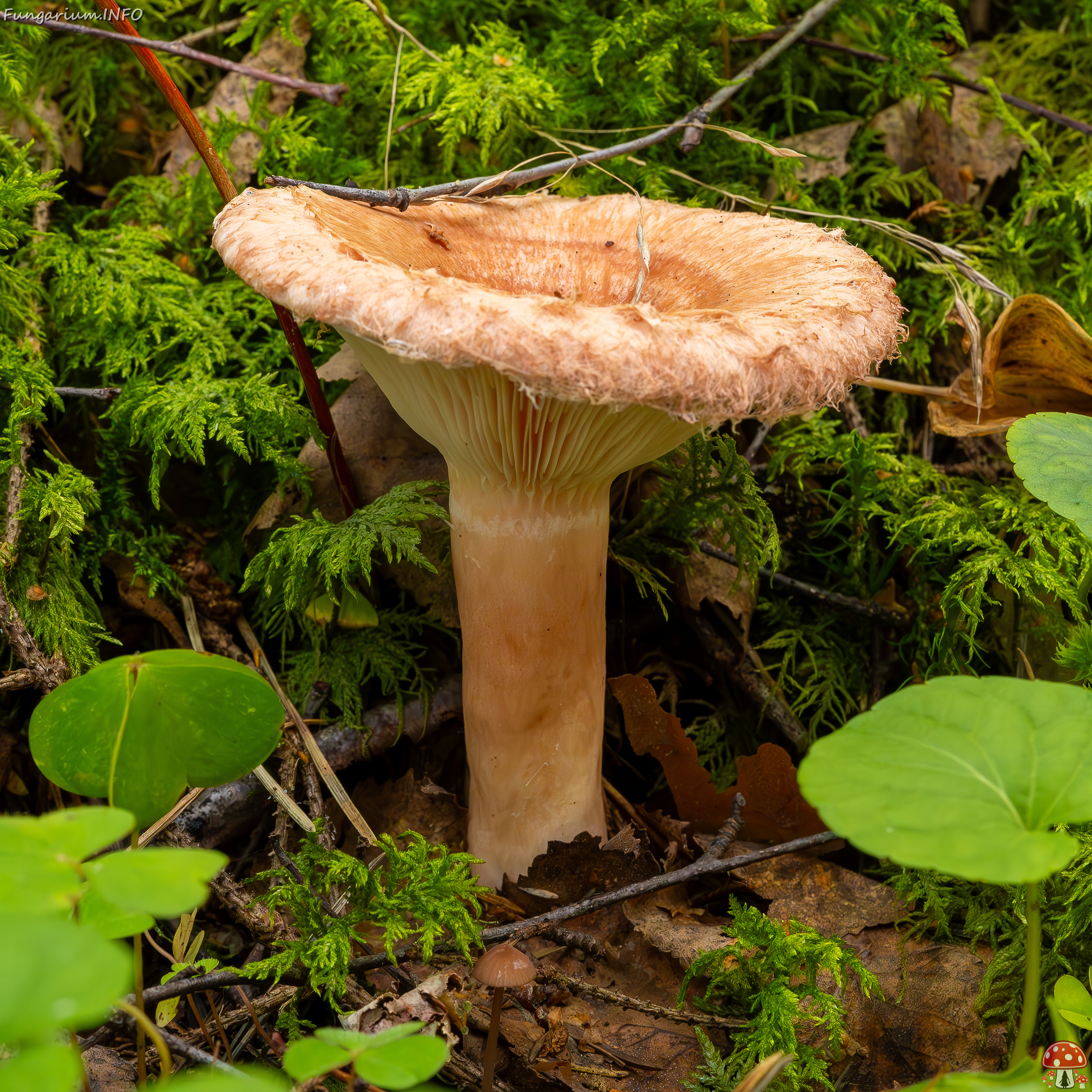 lactarius-torminosus_2023-09-10_2-2 