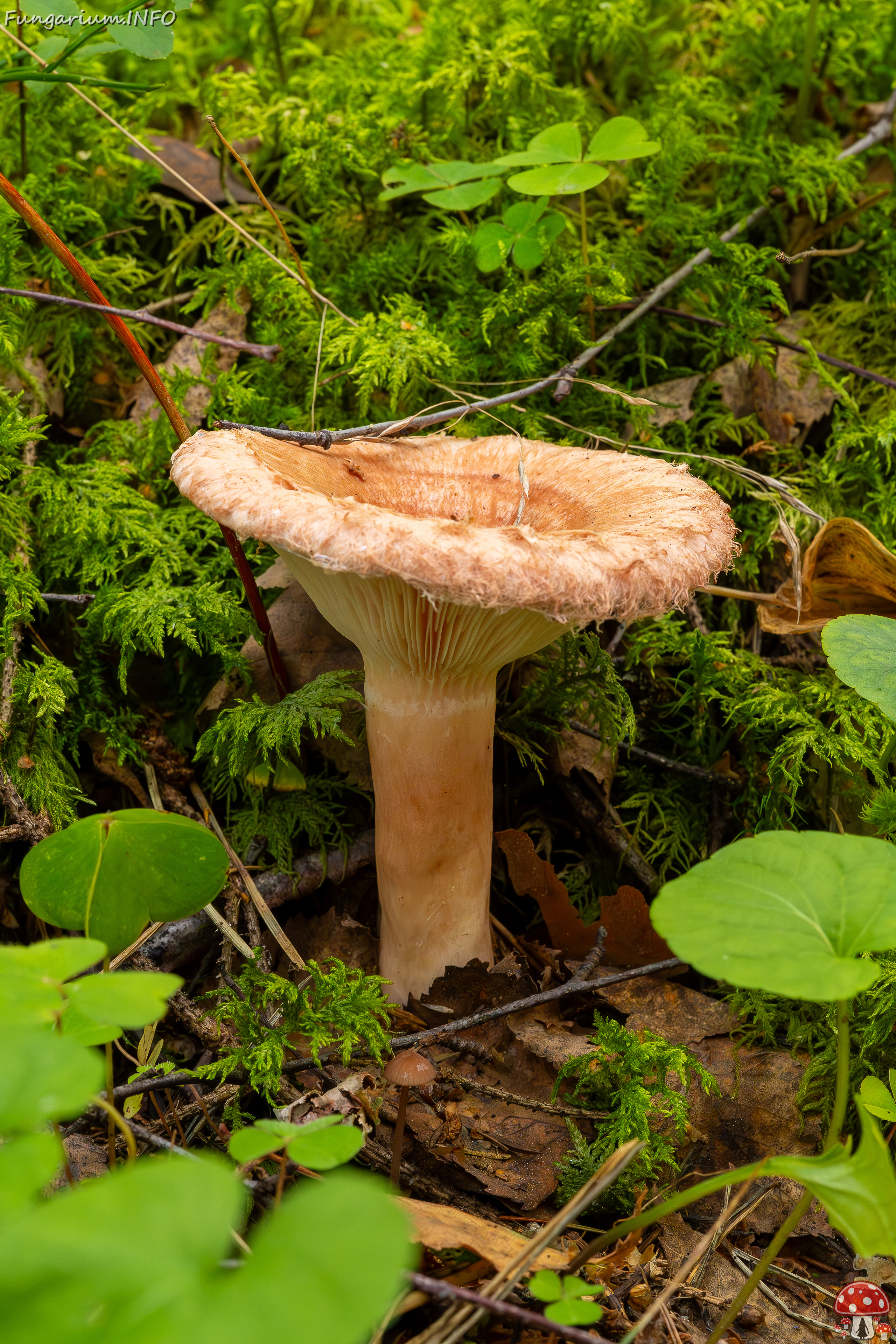 lactarius-torminosus_2023-09-10_2-4 