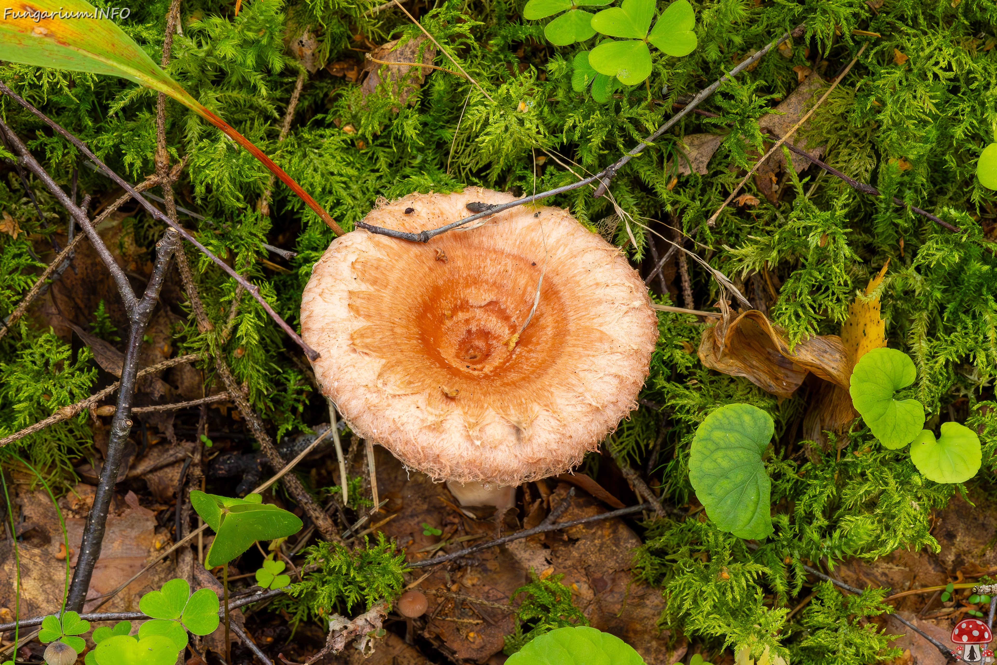 lactarius-torminosus_2023-09-10_2-5 