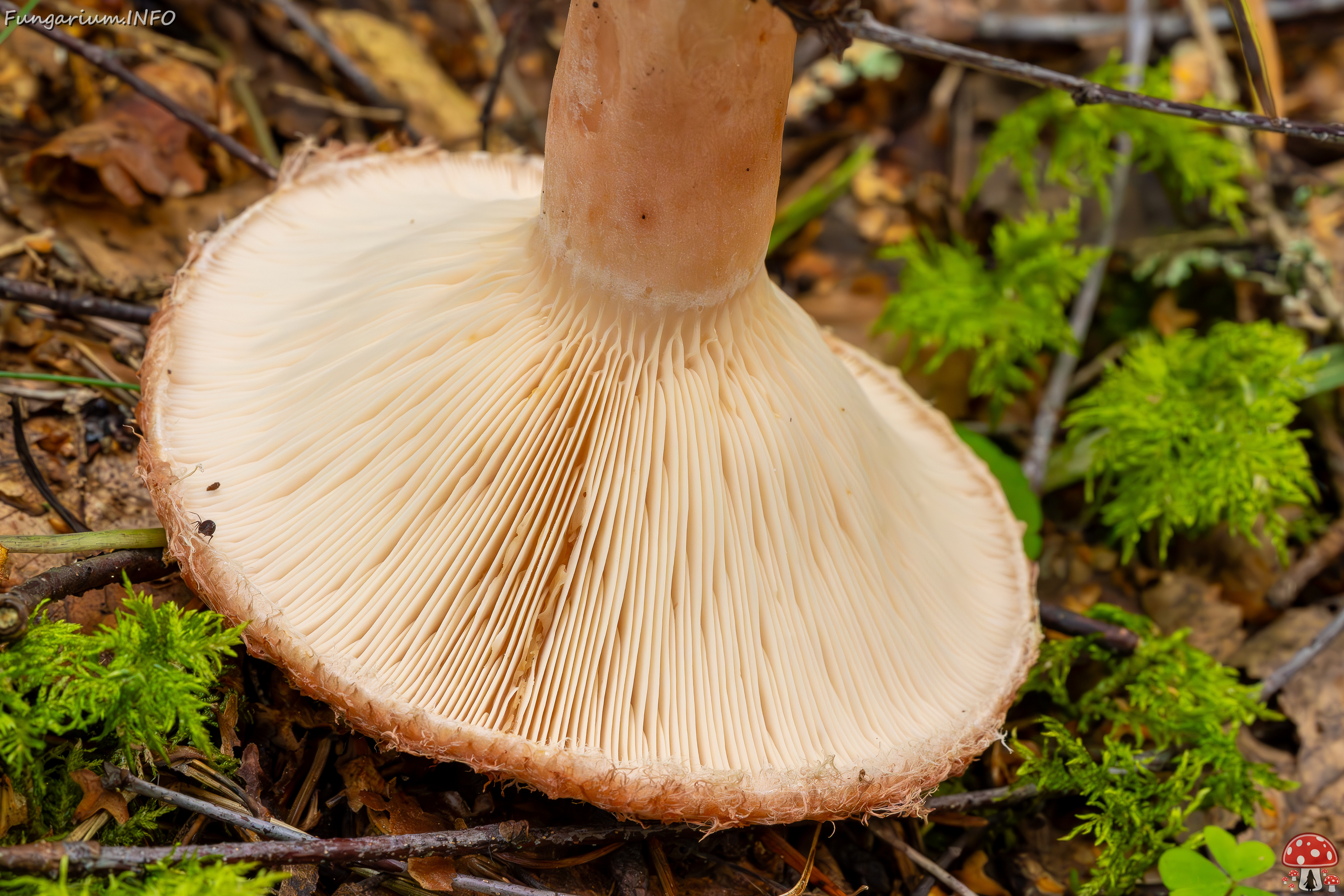lactarius-torminosus_2023-09-10_2-6 