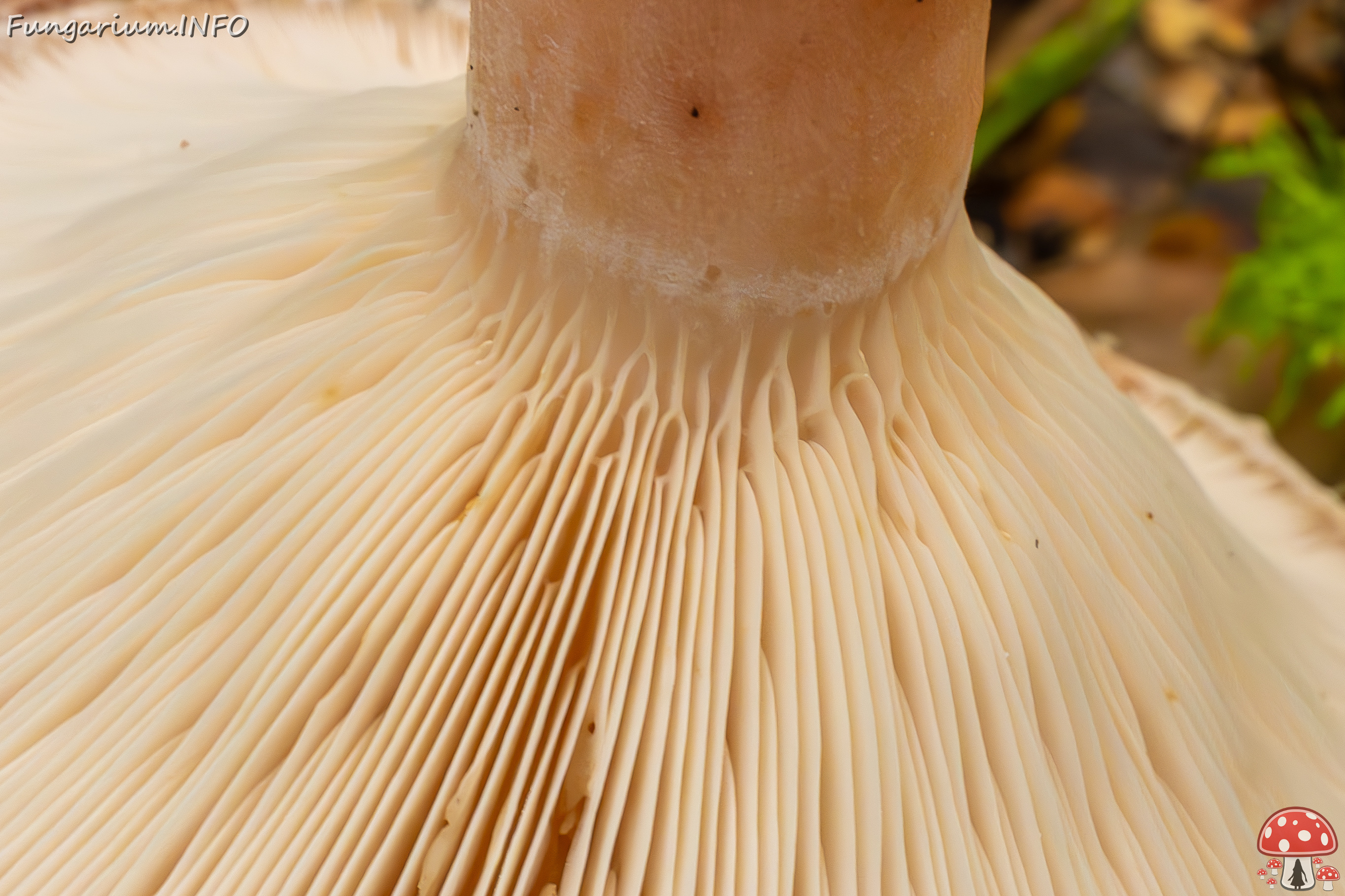 lactarius-torminosus_2023-09-10_2-7 