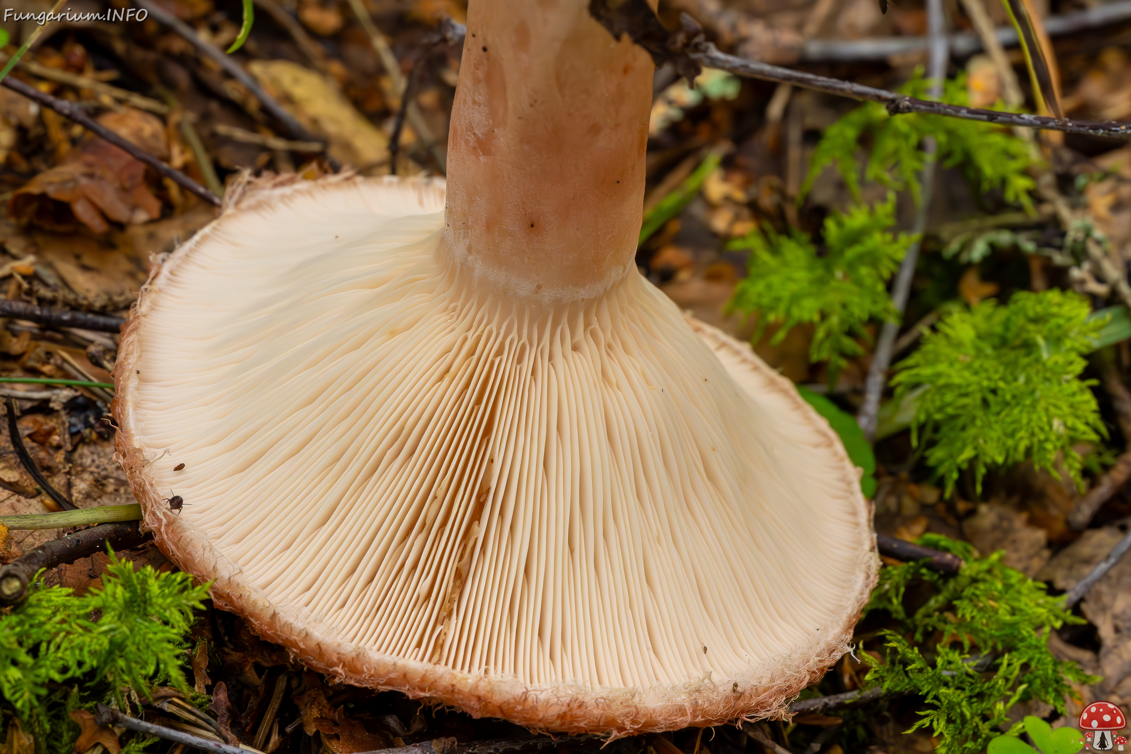 lactarius-torminosus_2023-09-10_2-8 
