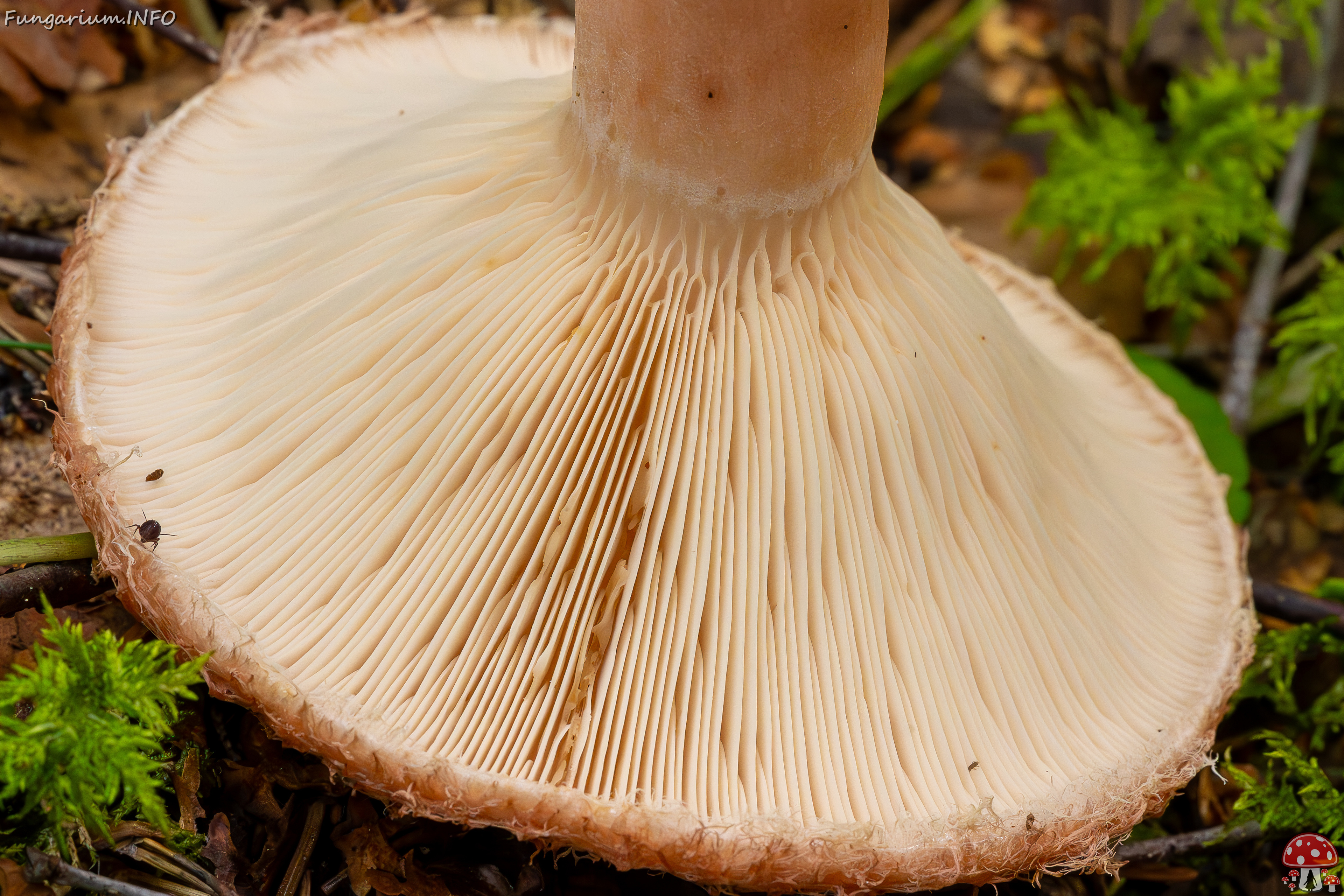 lactarius-torminosus_2023-09-10_2-9 