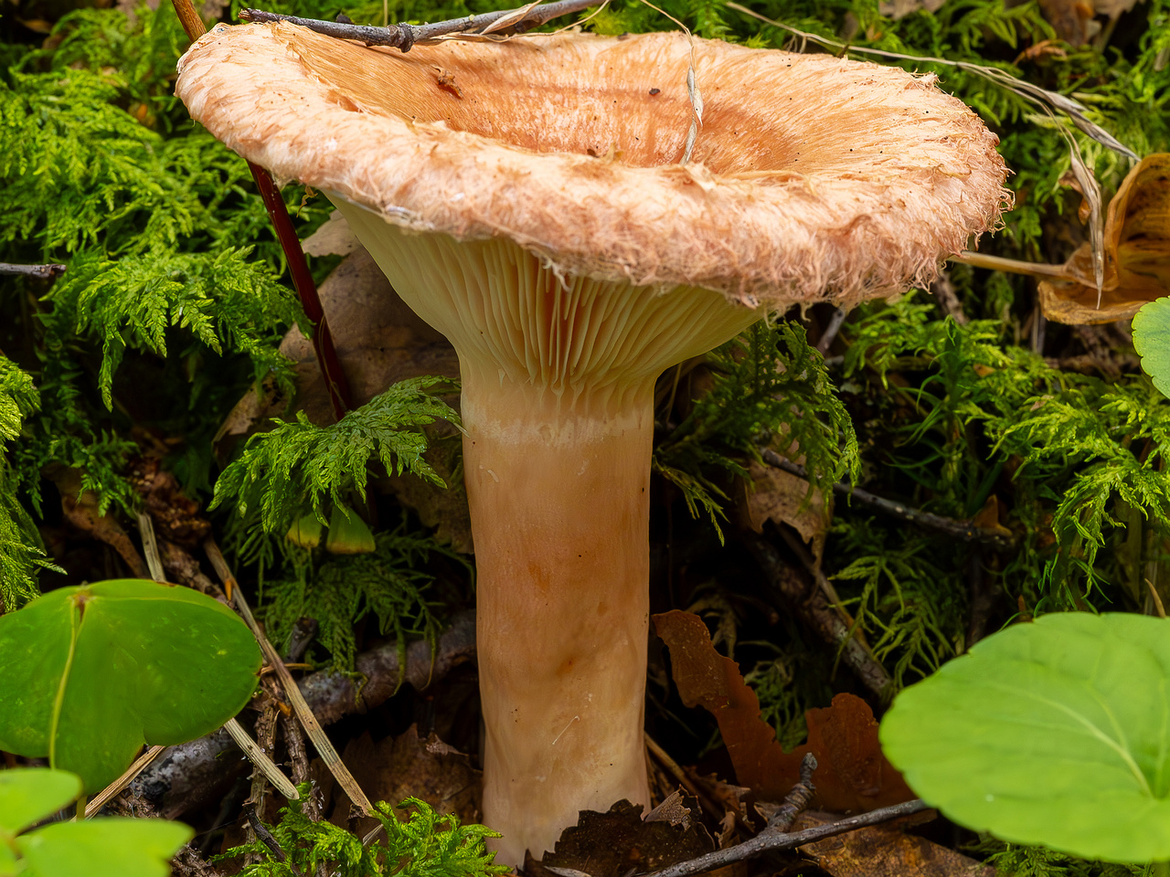 !lactarius-torminosus_2023-09-10_2-3