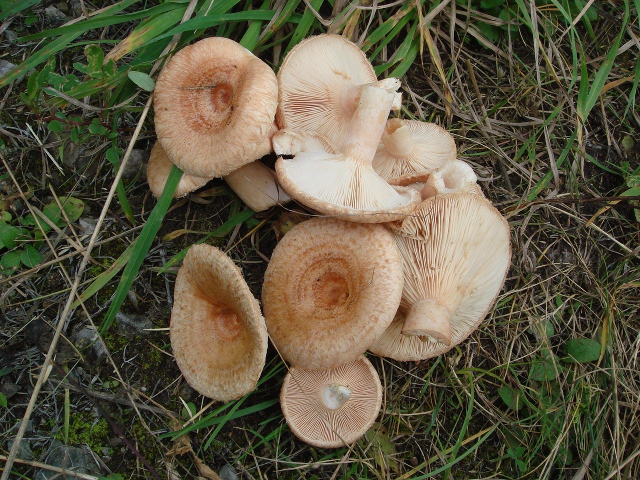 fungi-0000312