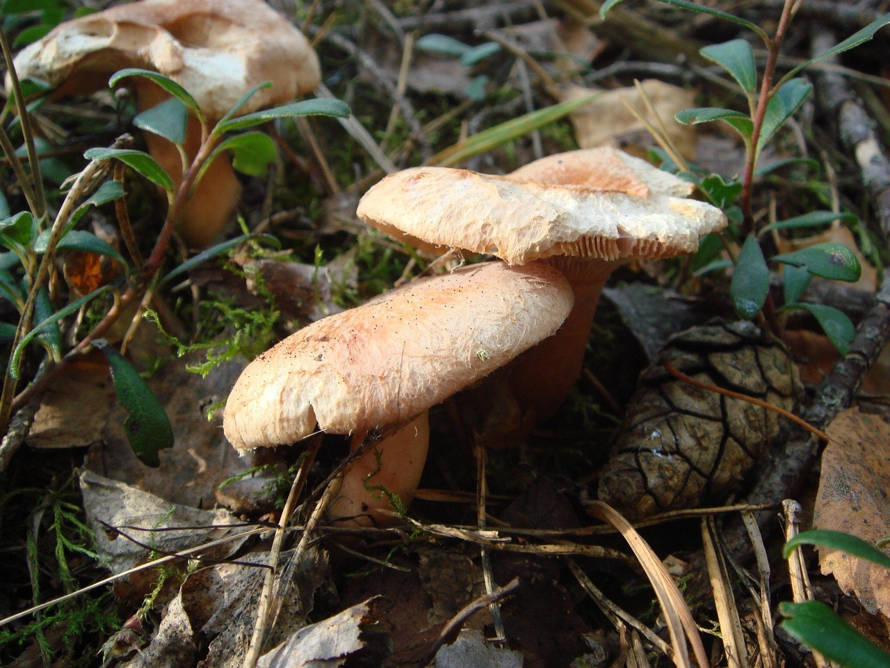 fungi-0000451