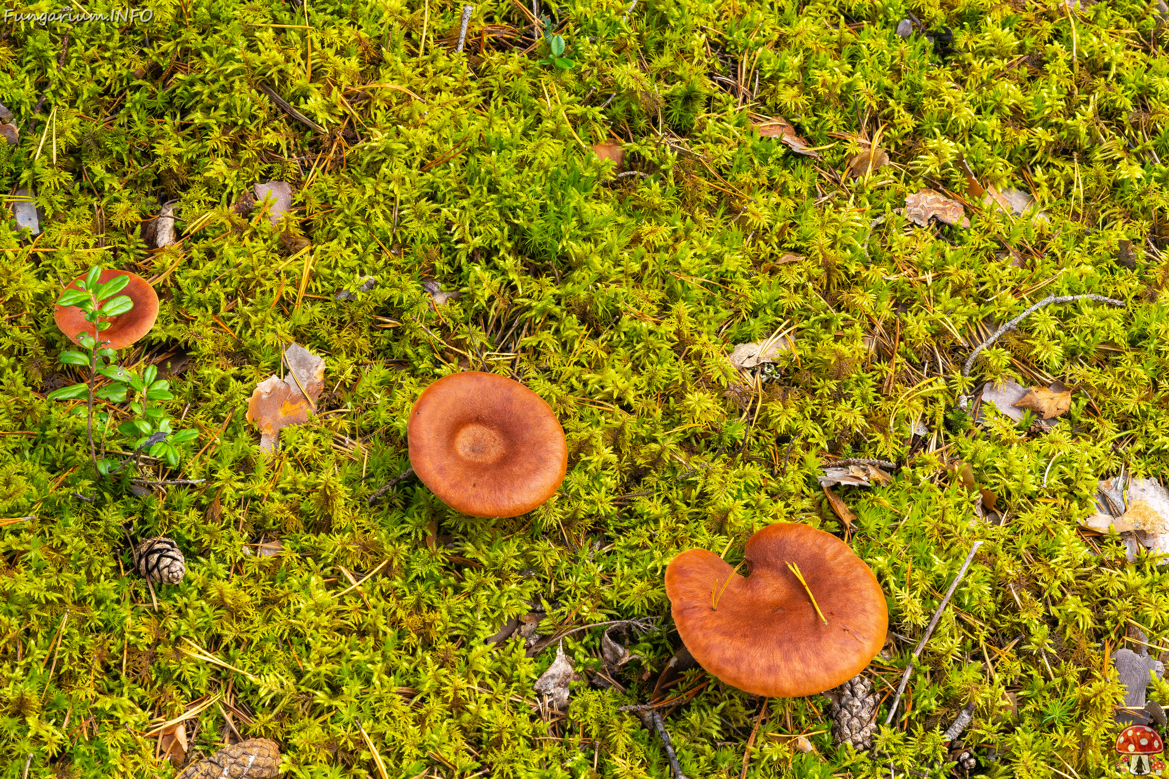 lactarius-rufus_2023-09-14_1-1 