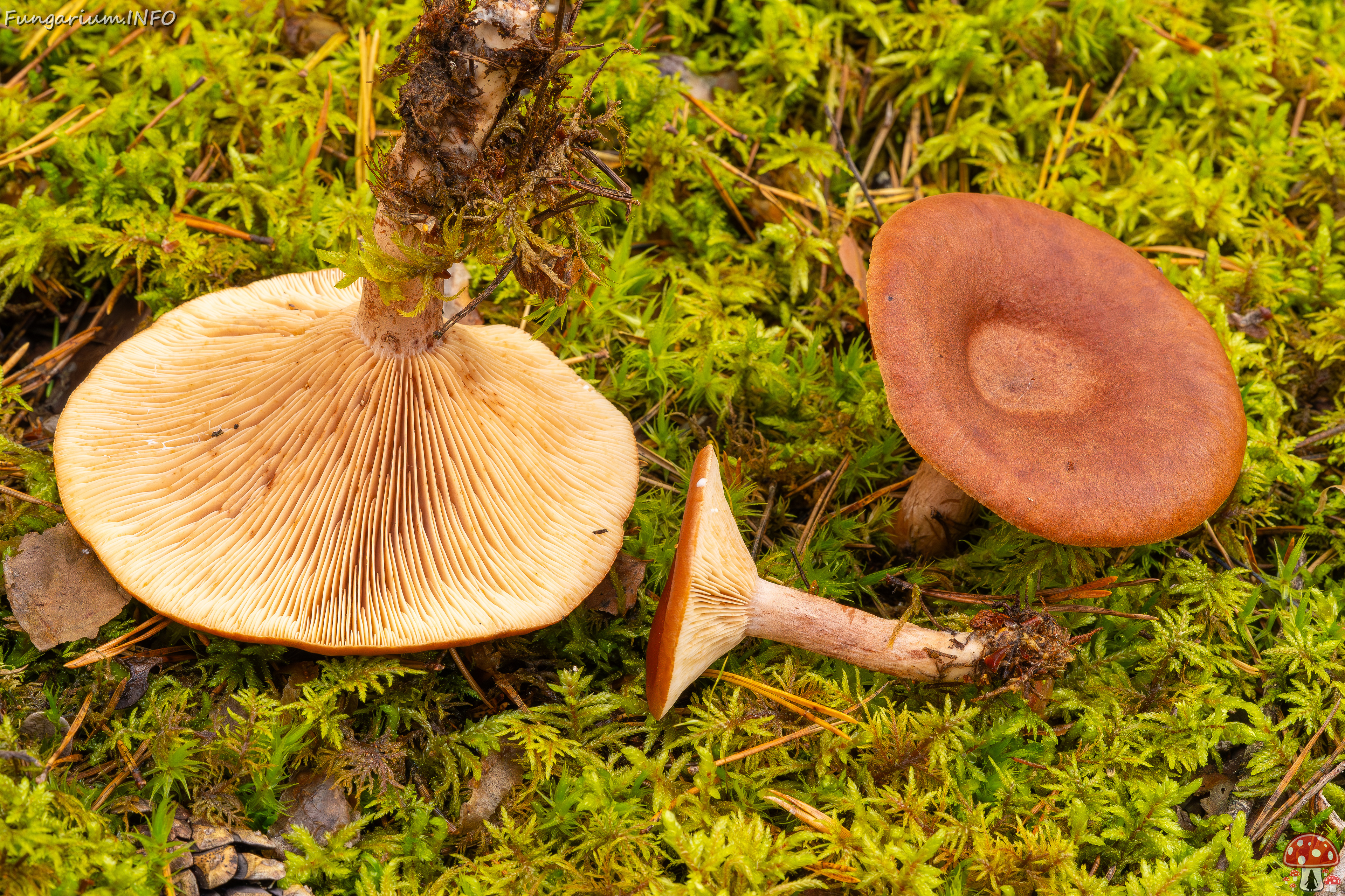 lactarius-rufus_2023-09-14_1-10 