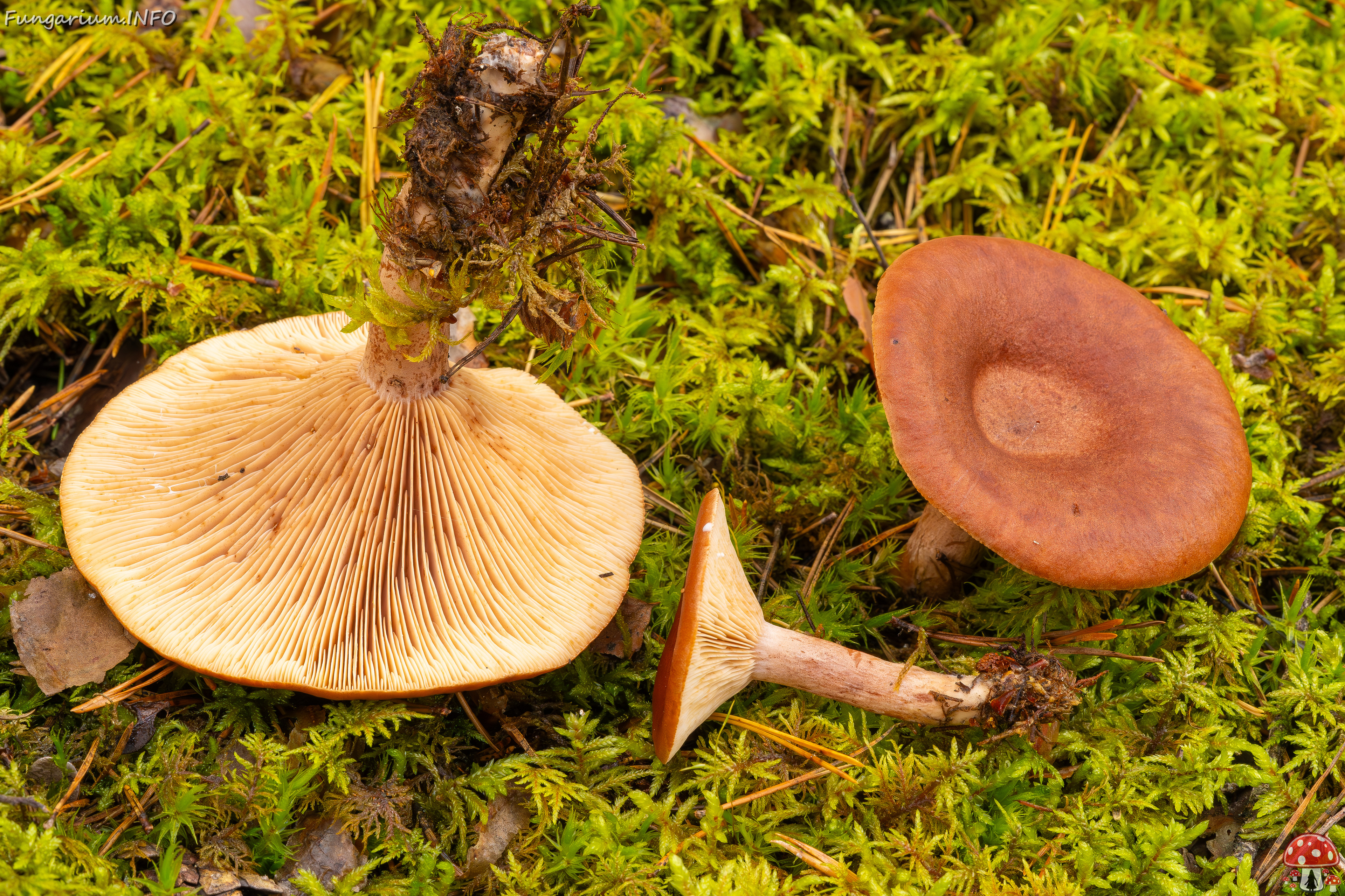 lactarius-rufus_2023-09-14_1-11 