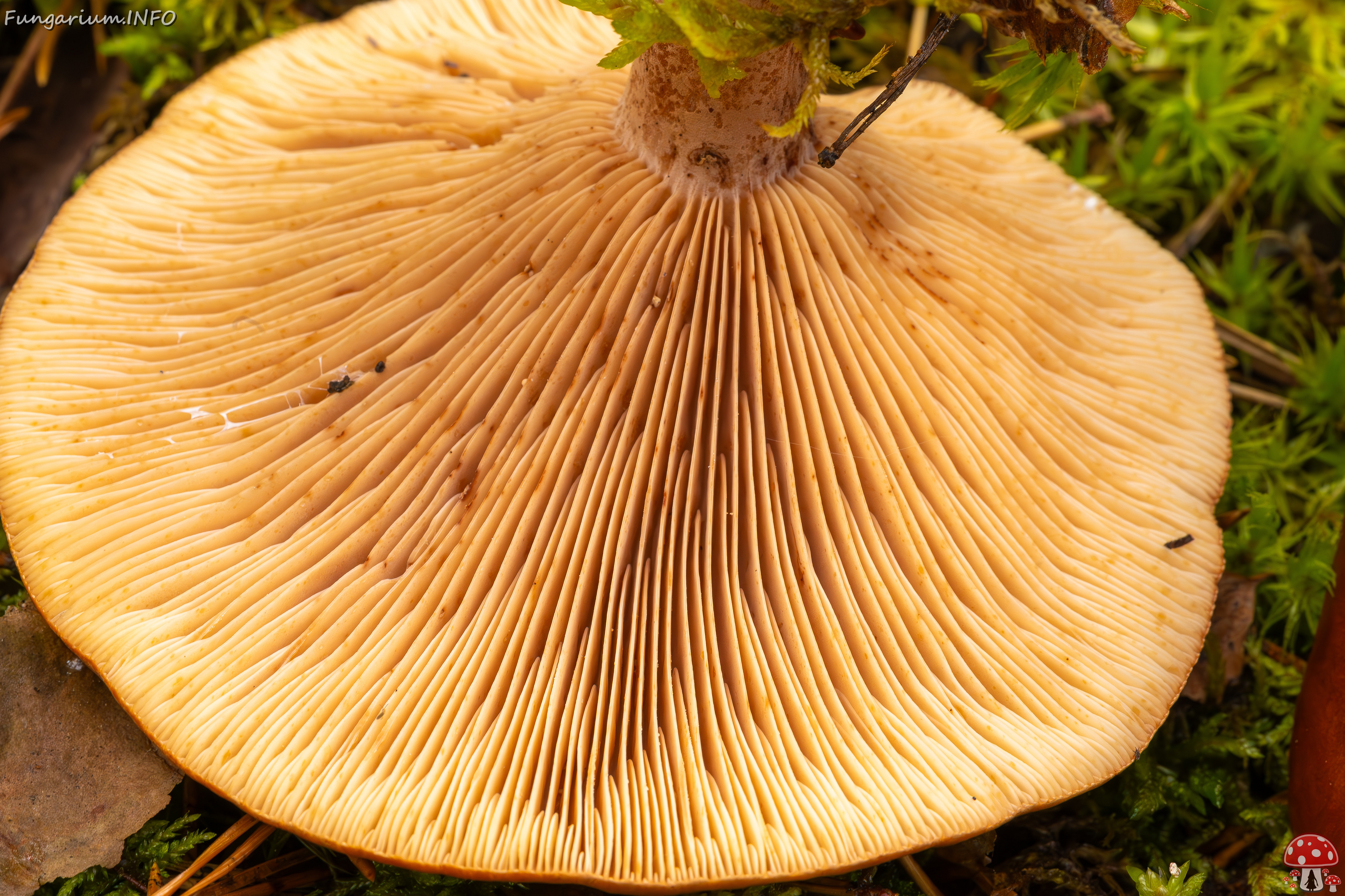 lactarius-rufus_2023-09-14_1-12 