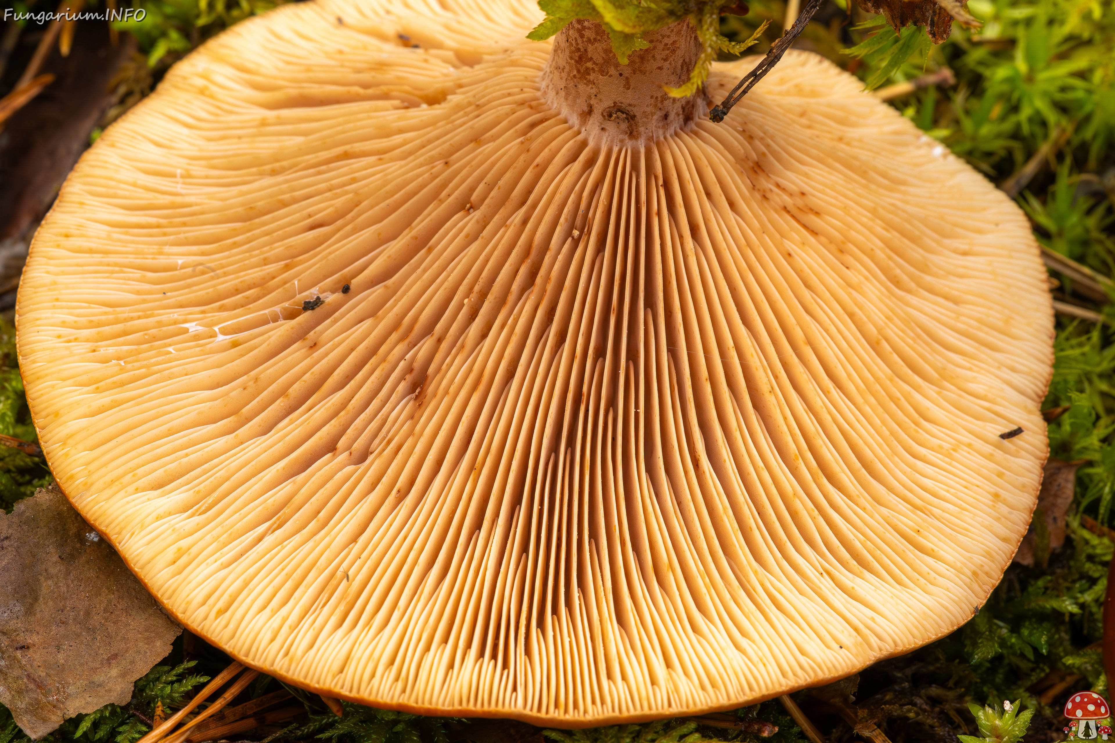 lactarius-rufus_2023-09-14_1-13 