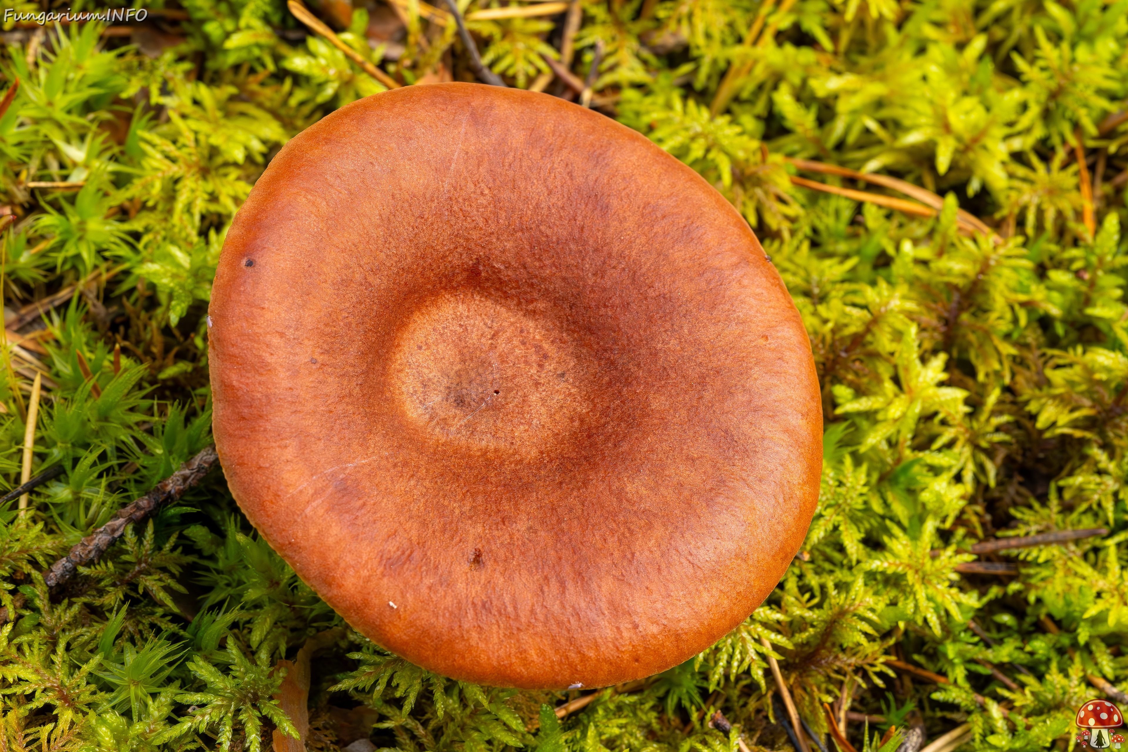 lactarius-rufus_2023-09-14_1-2 