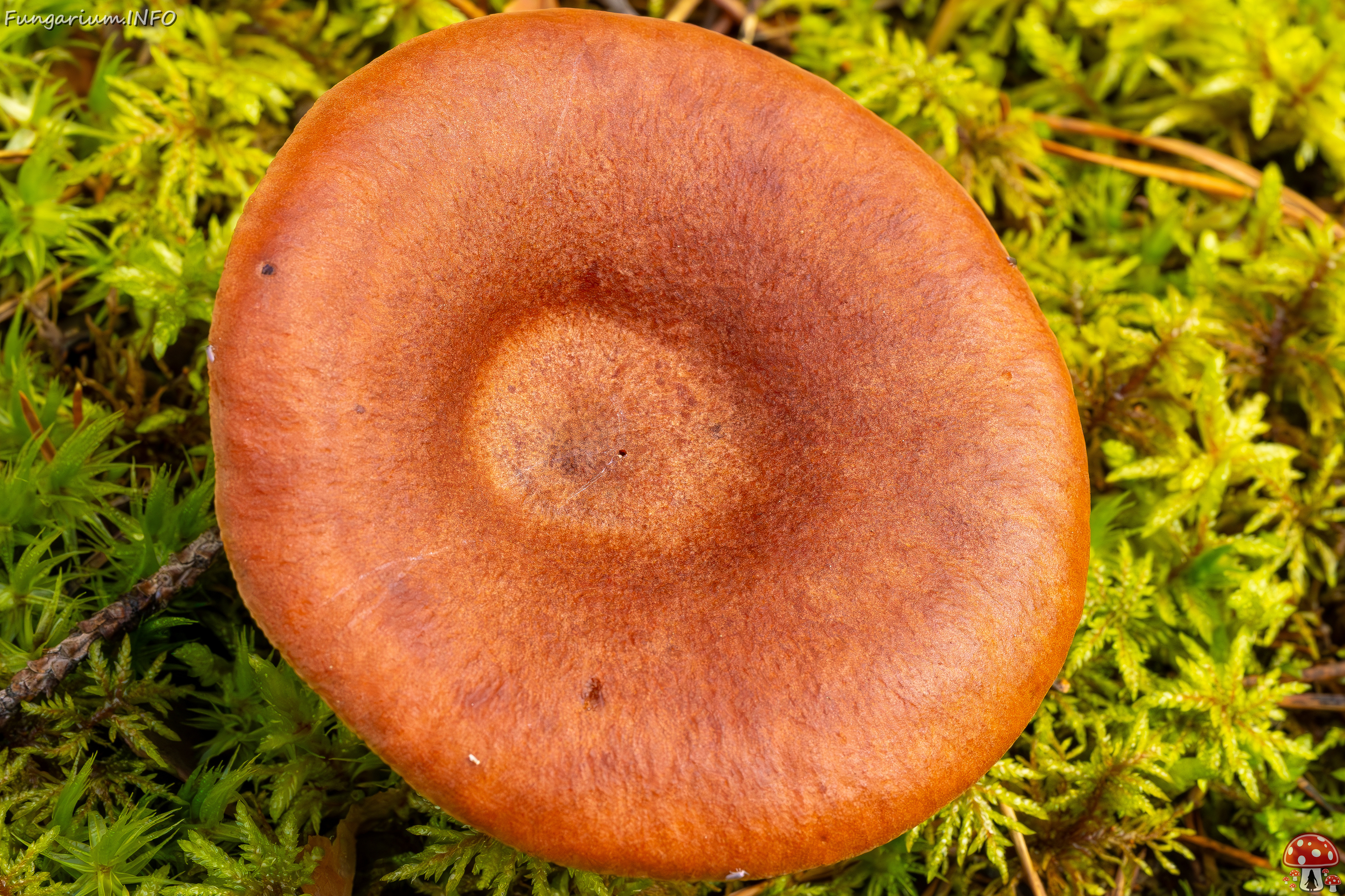 lactarius-rufus_2023-09-14_1-3 