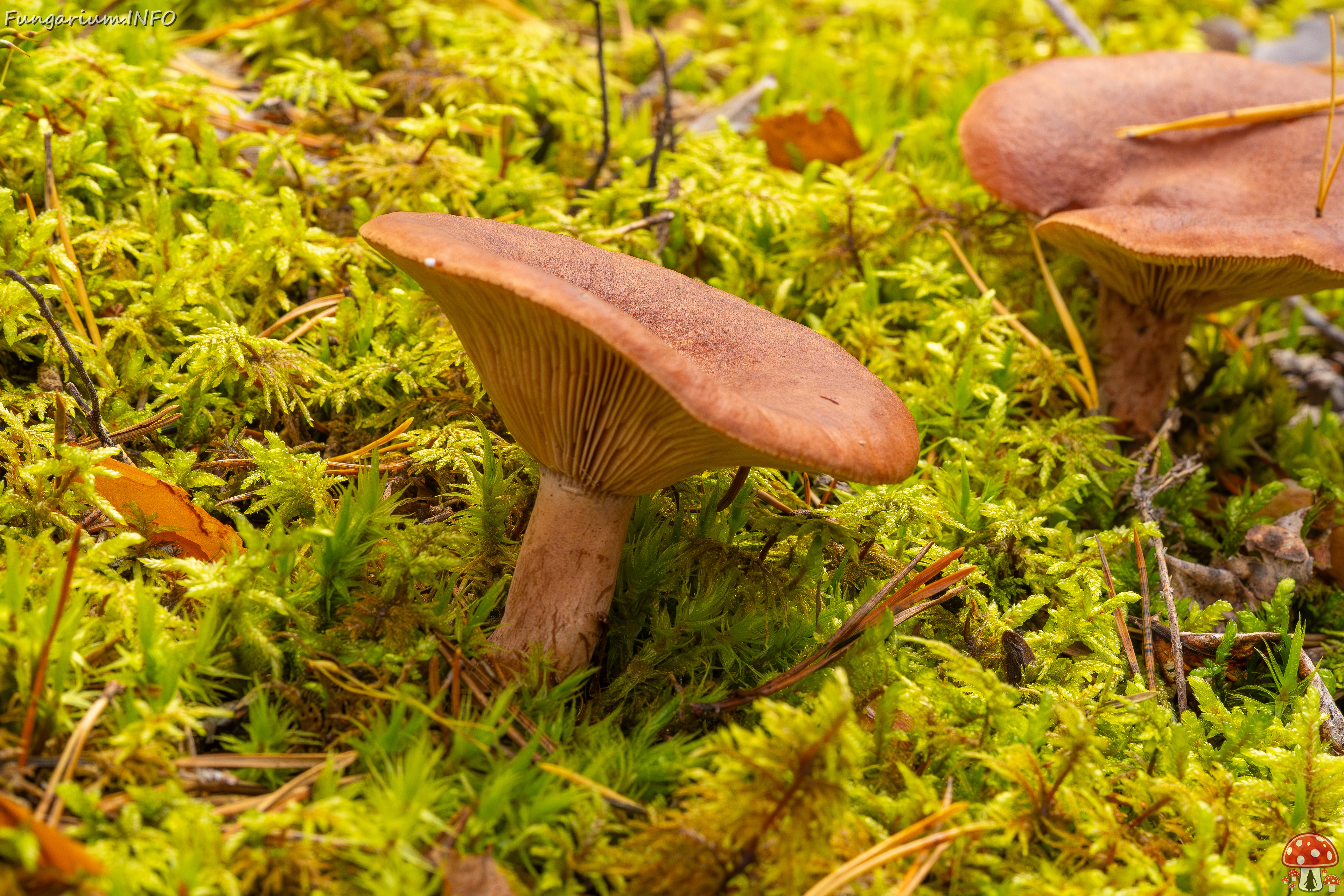 lactarius-rufus_2023-09-14_1-4 