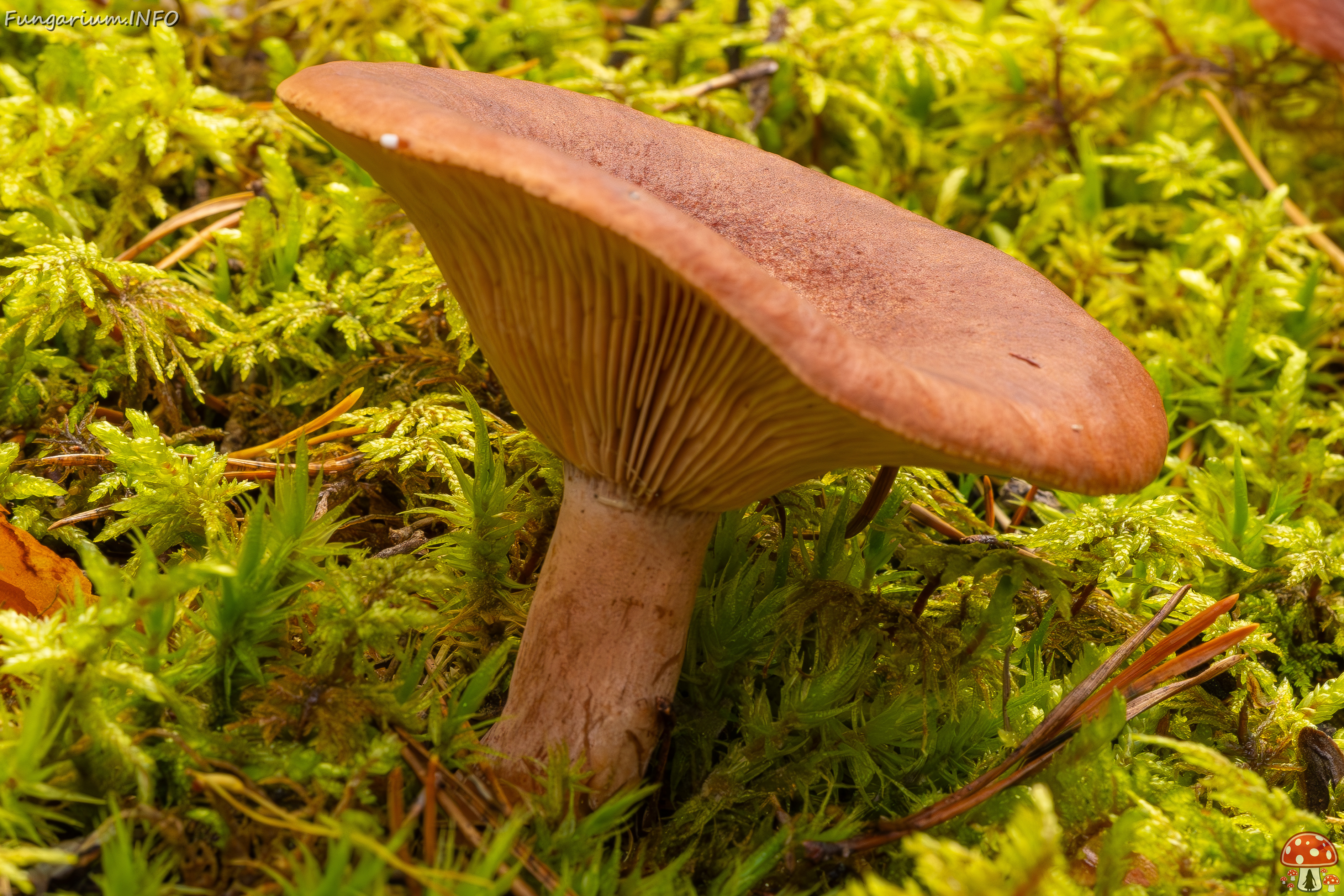 lactarius-rufus_2023-09-14_1-5 