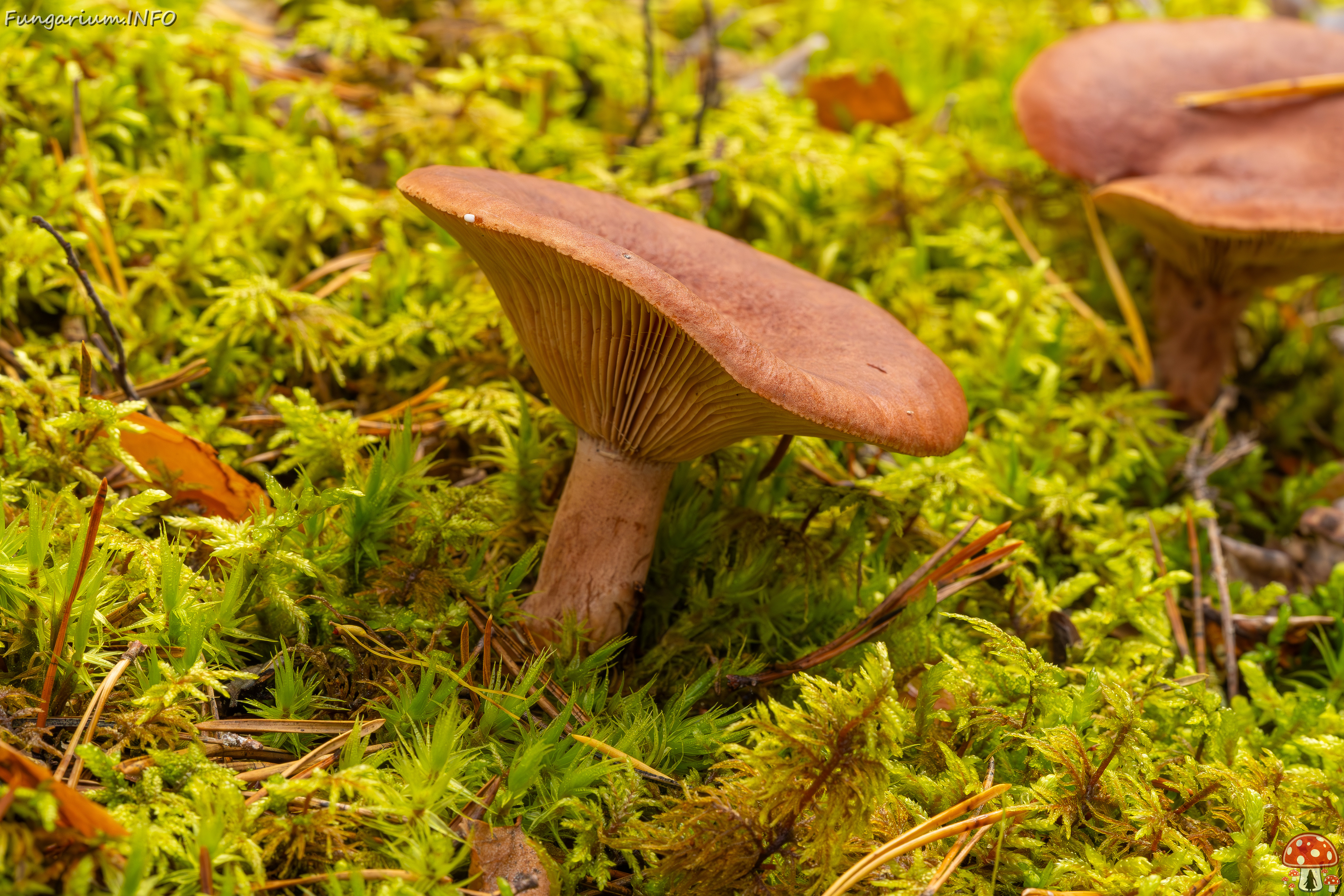 lactarius-rufus_2023-09-14_1-6 