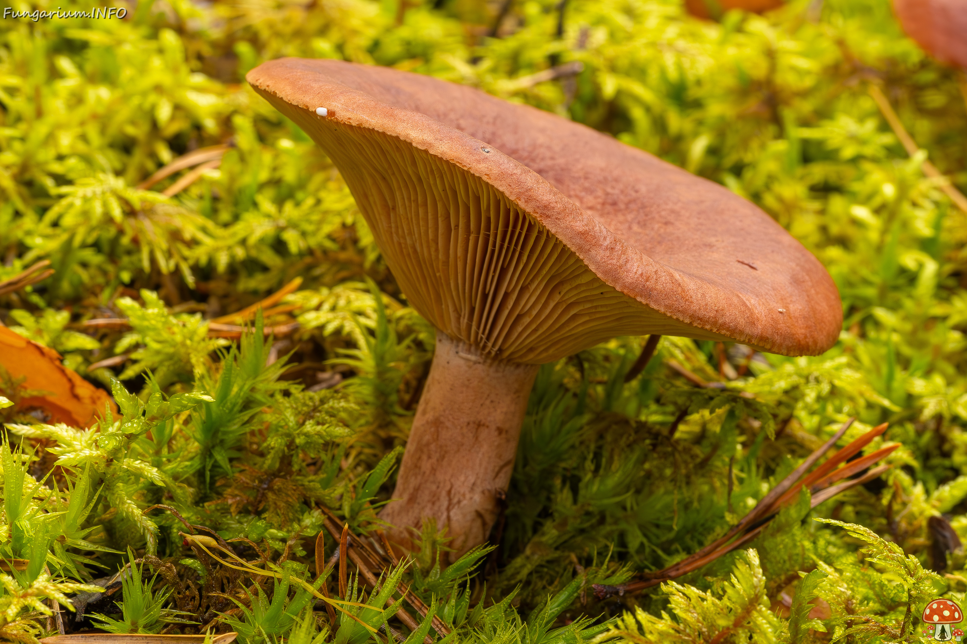 lactarius-rufus_2023-09-14_1-7 