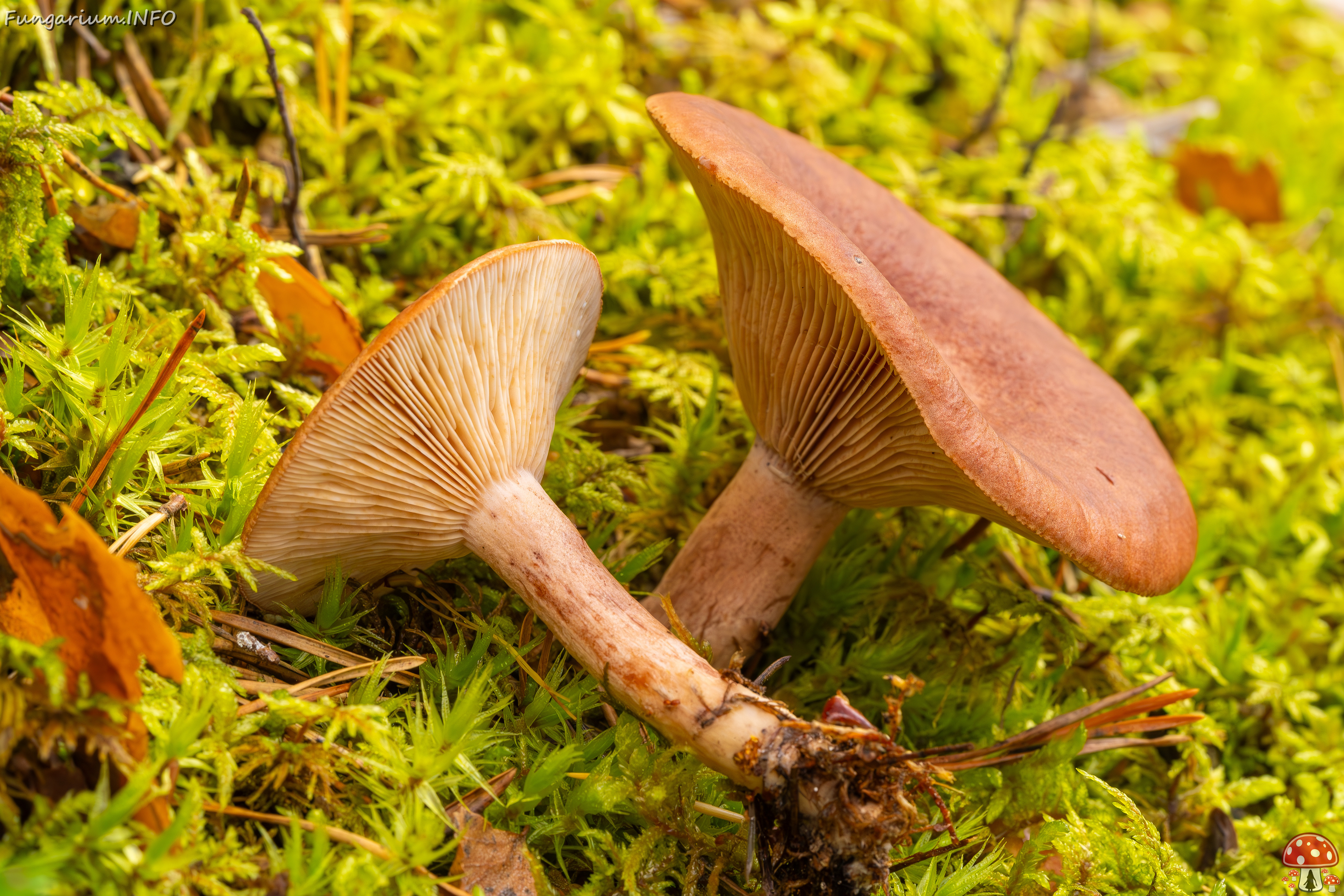 lactarius-rufus_2023-09-14_1-8 