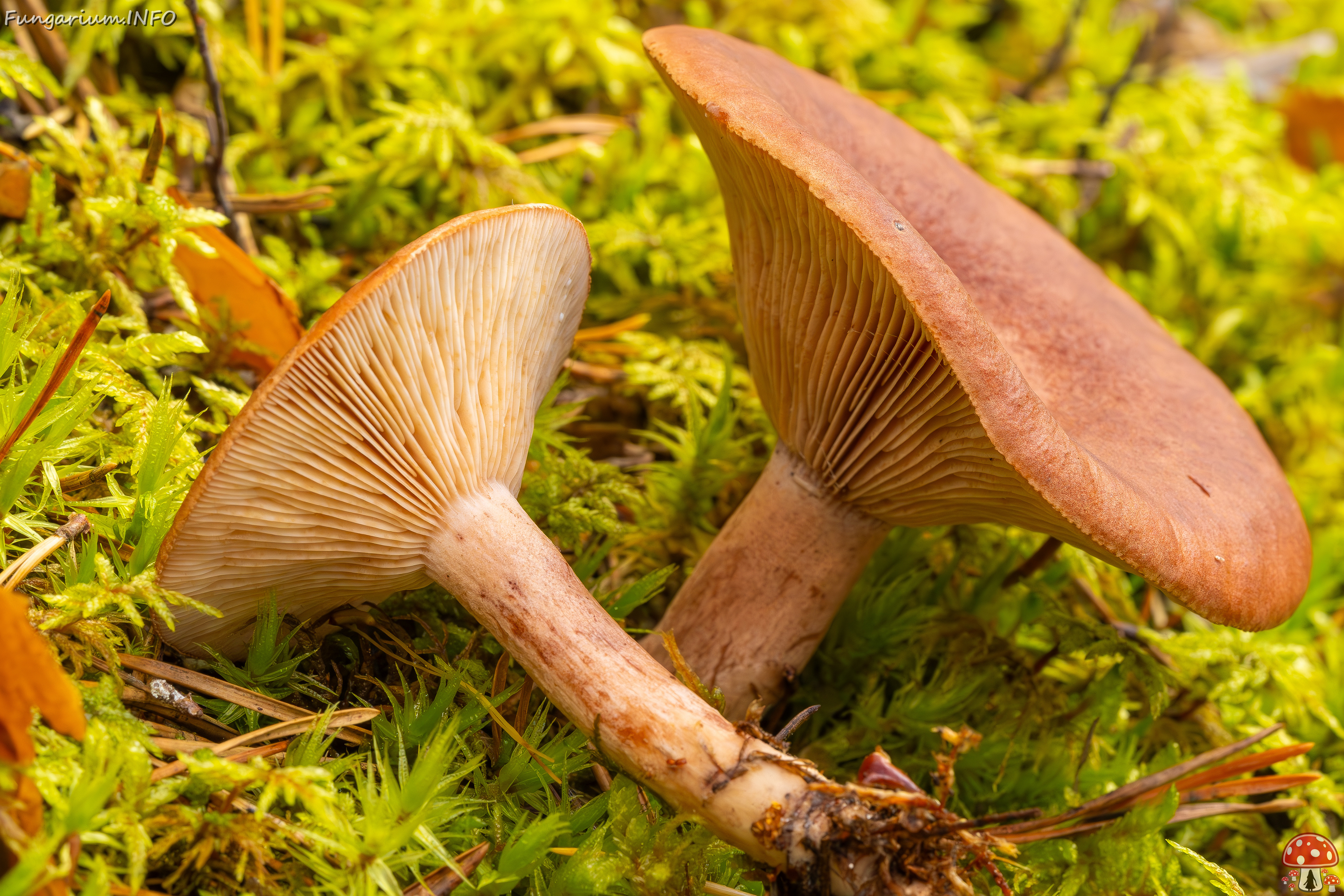 lactarius-rufus_2023-09-14_1-9 