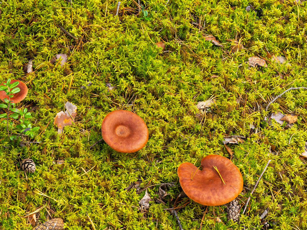 lactarius-rufus_2023-09-14_1-1