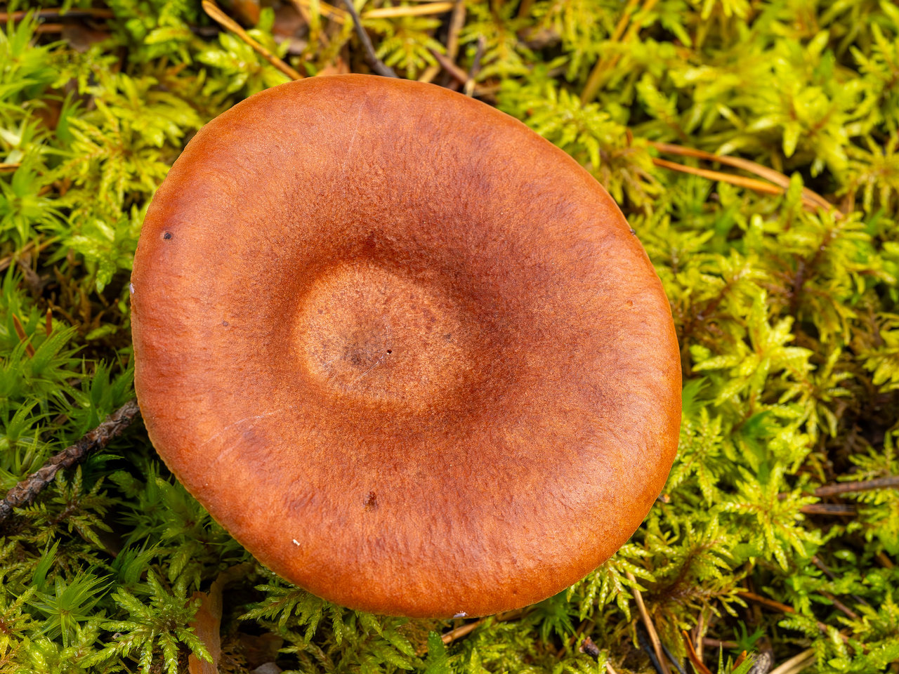 lactarius-rufus_2023-09-14_1-2