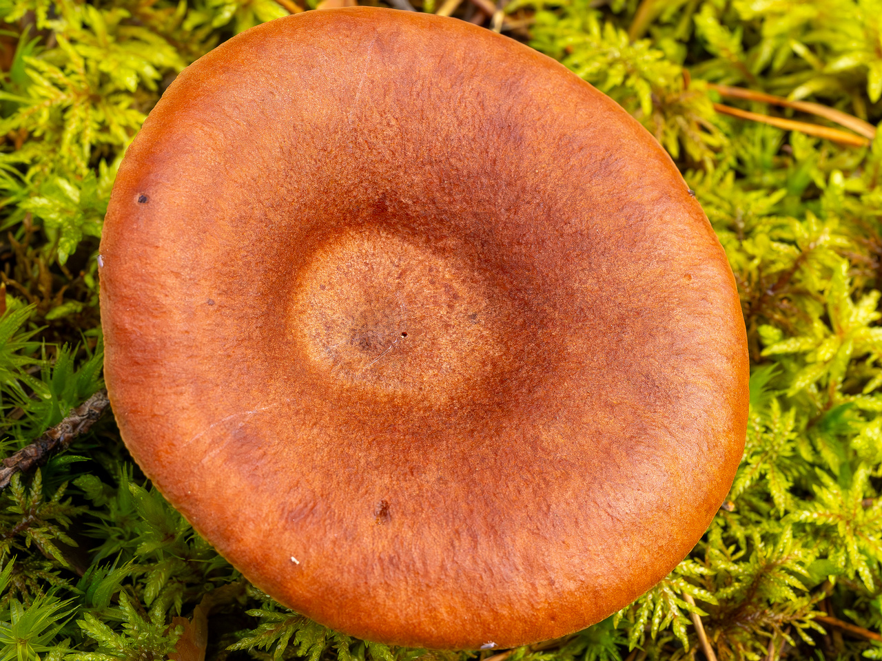 lactarius-rufus_2023-09-14_1-3