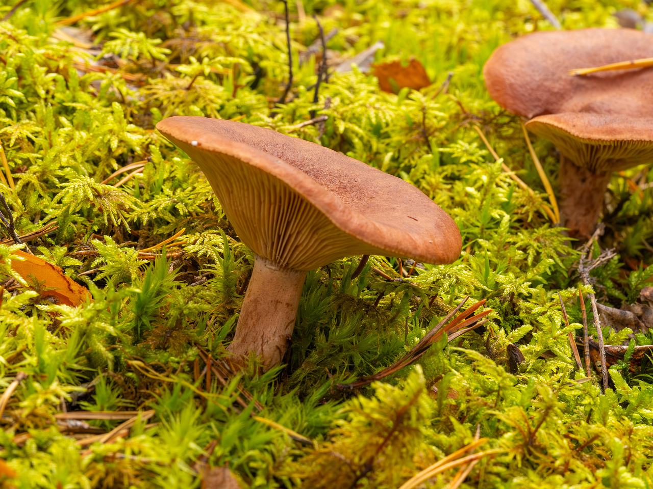 lactarius-rufus_2023-09-14_1-4