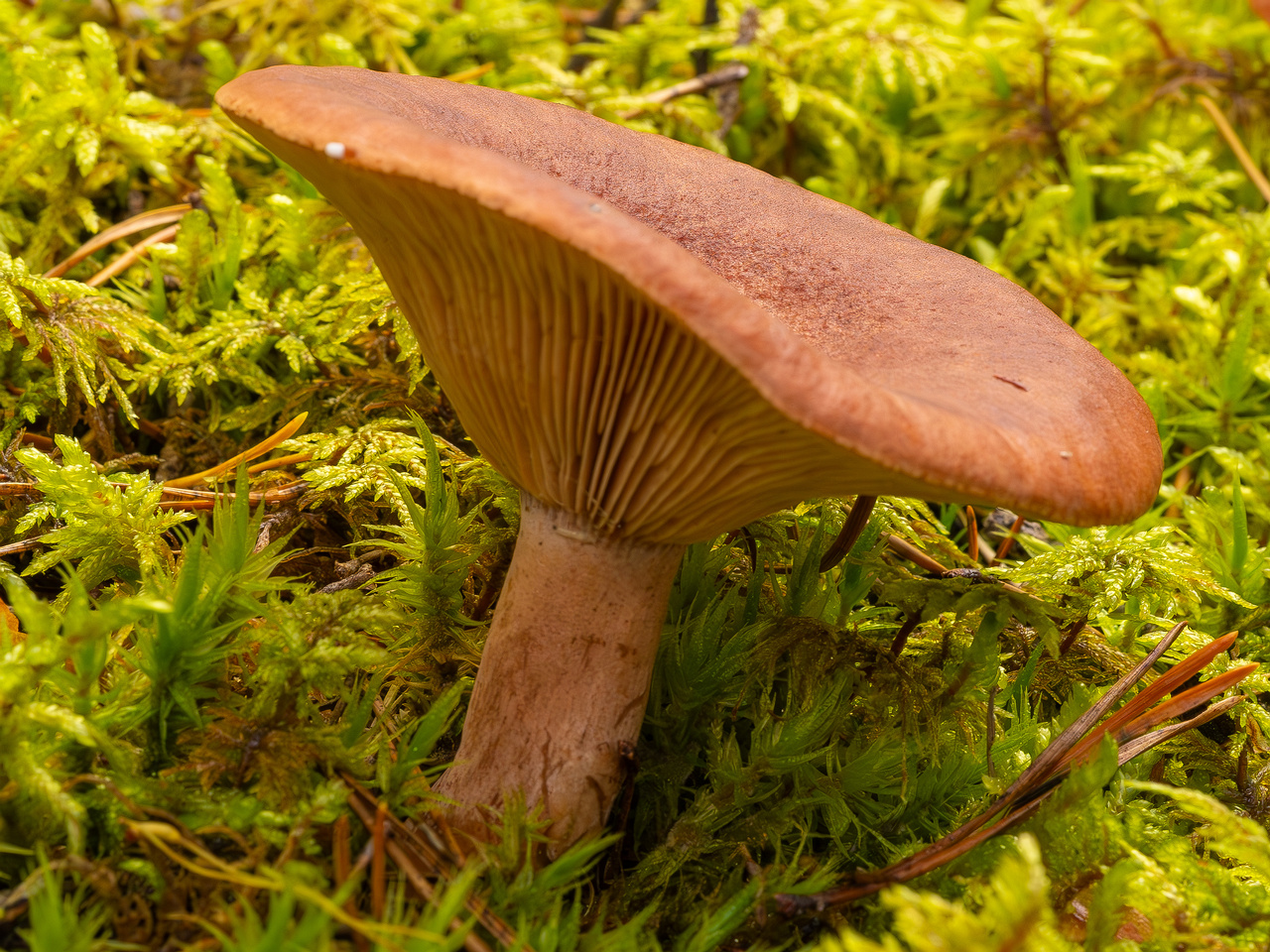 lactarius-rufus_2023-09-14_1-5