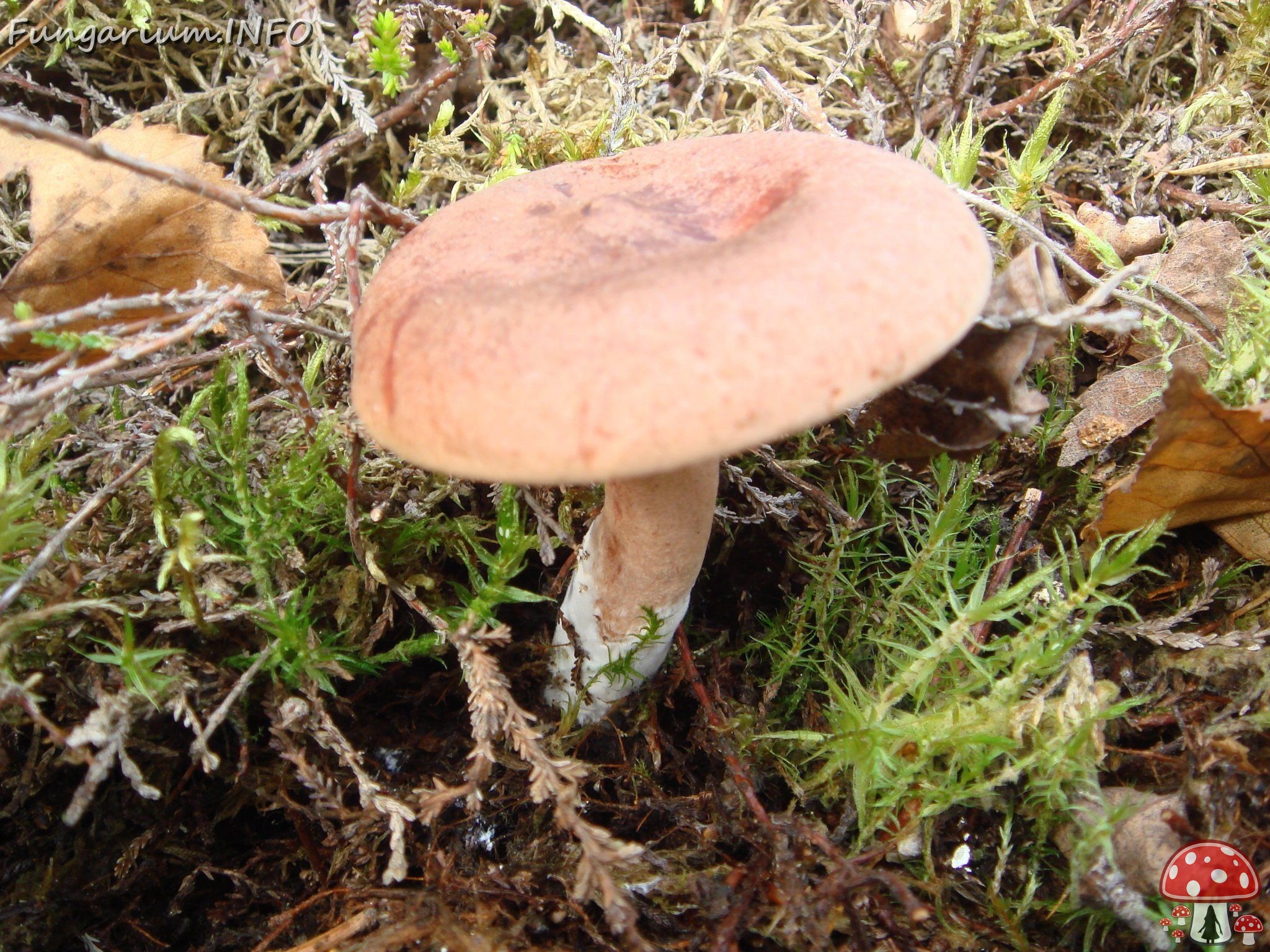 fungi-0000271 