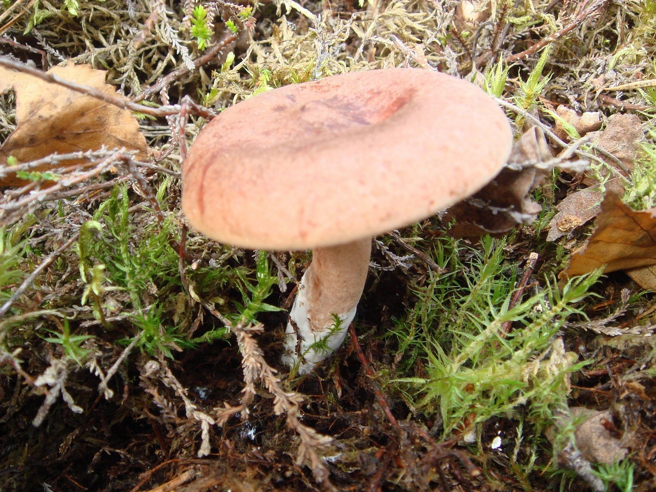 fungi-0000271