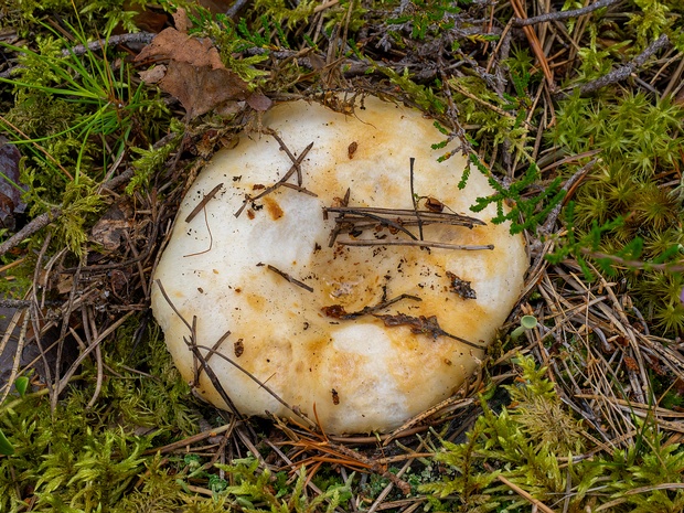 Груздь водянистозоновый - Lactarius aquizonatus