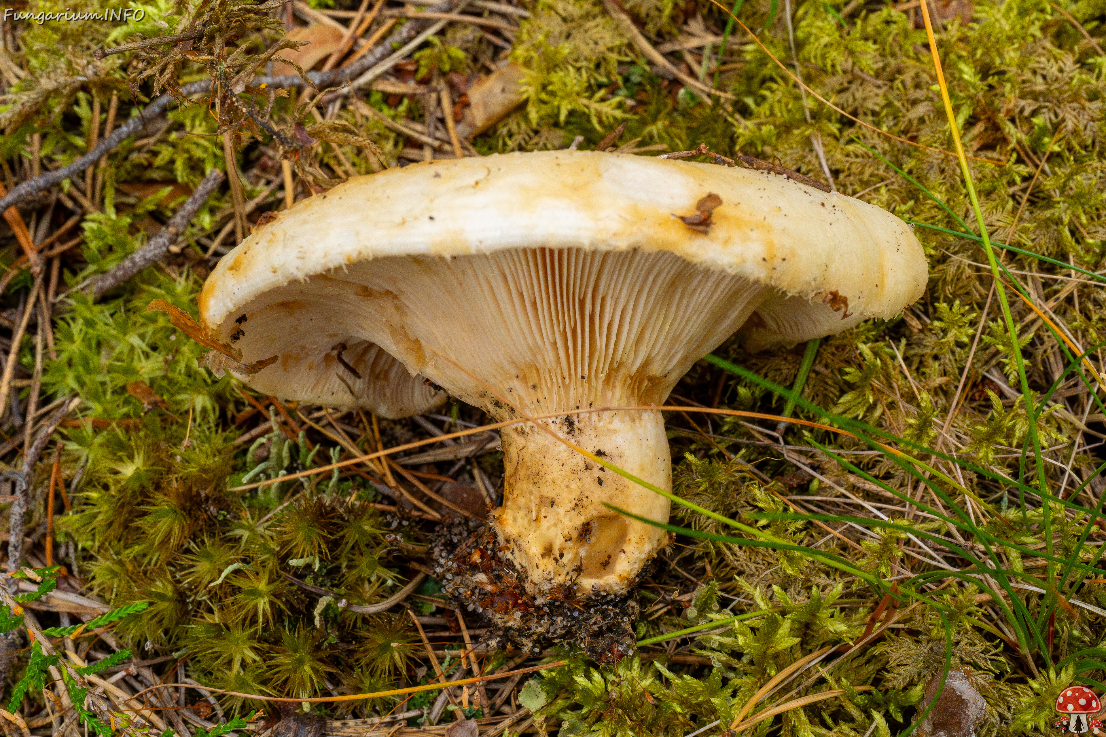 lactarius-resimus_1-11 