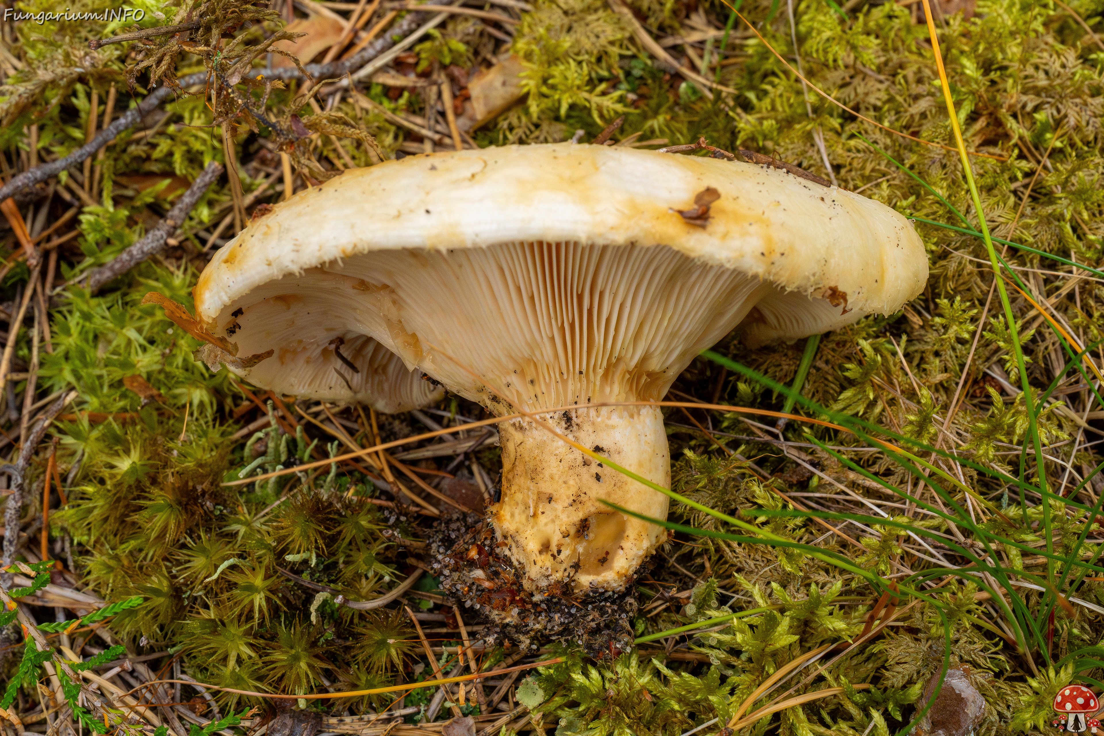 lactarius-resimus_1-12 