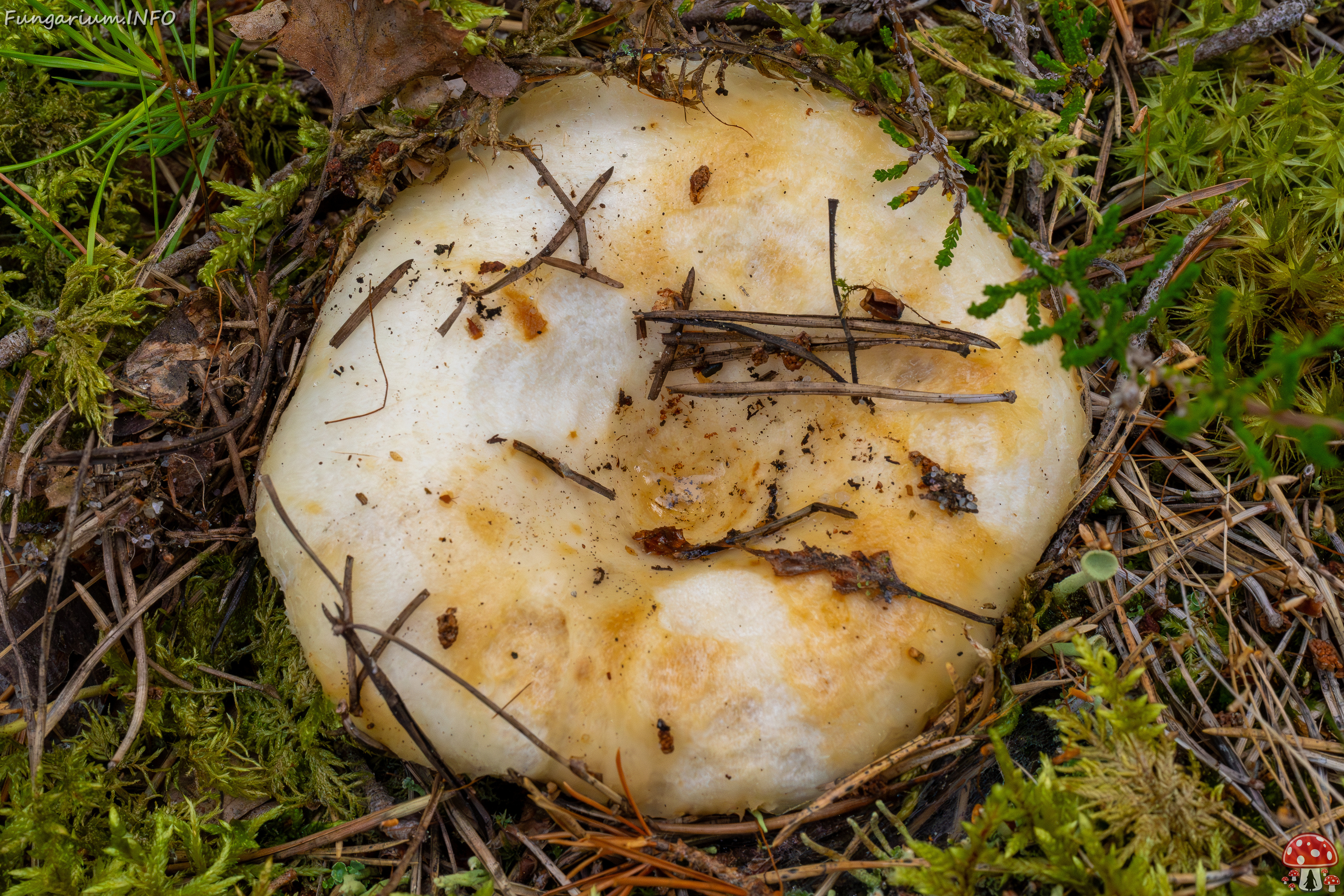 lactarius-resimus_1-3 