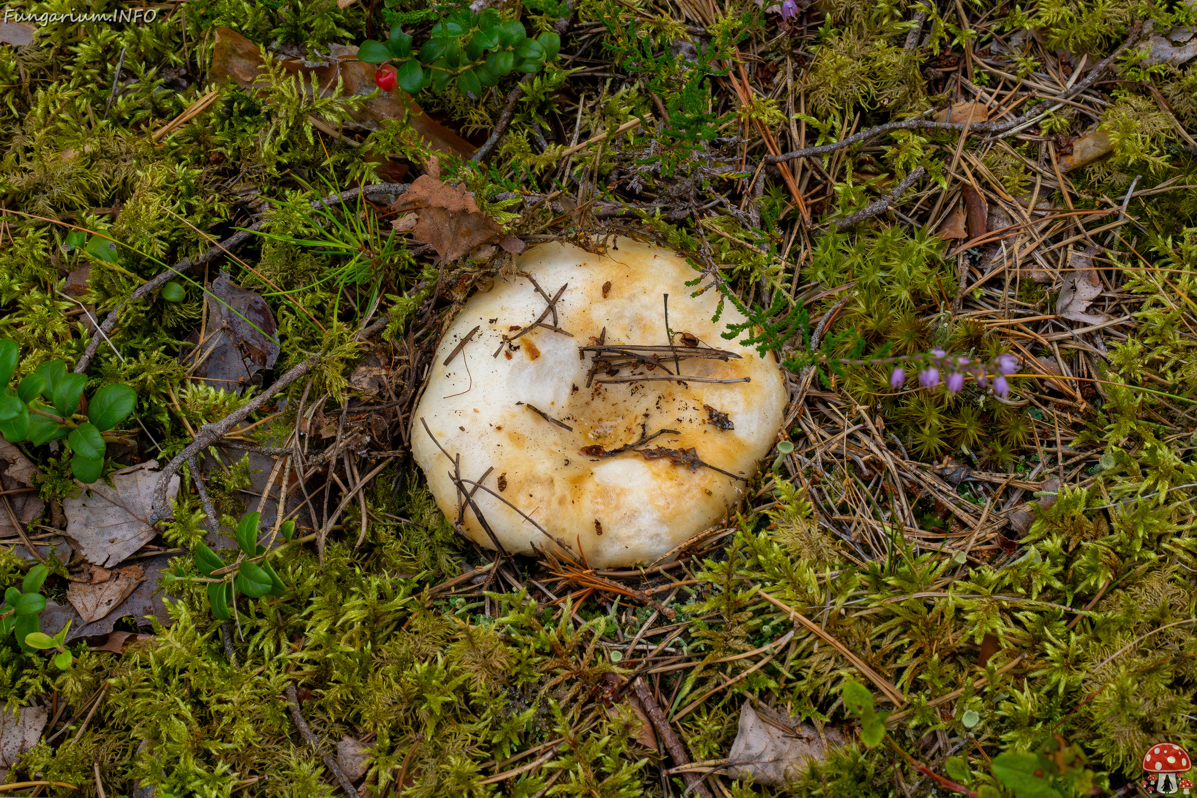 lactarius-resimus_1-5 