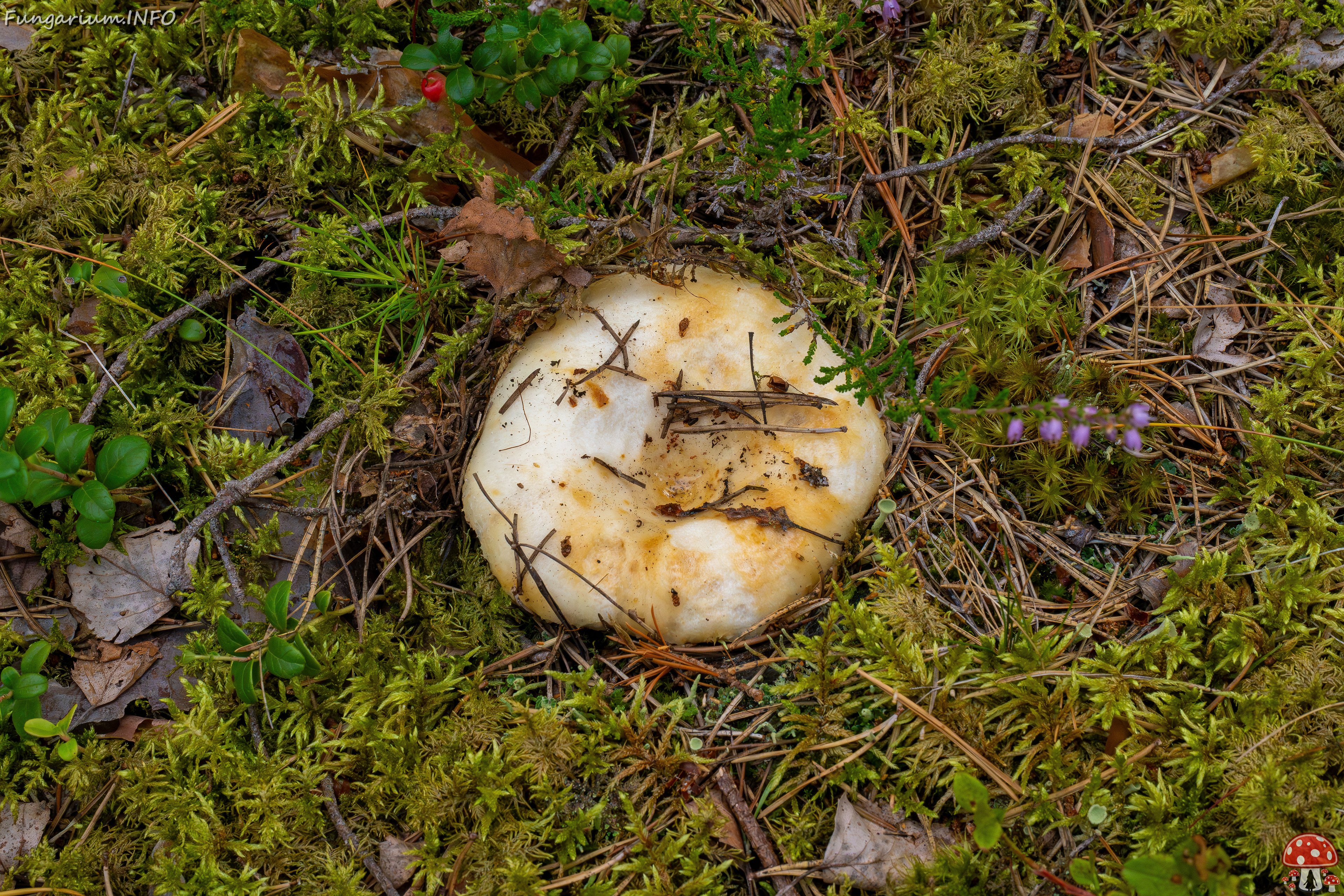 lactarius-resimus_1-6 