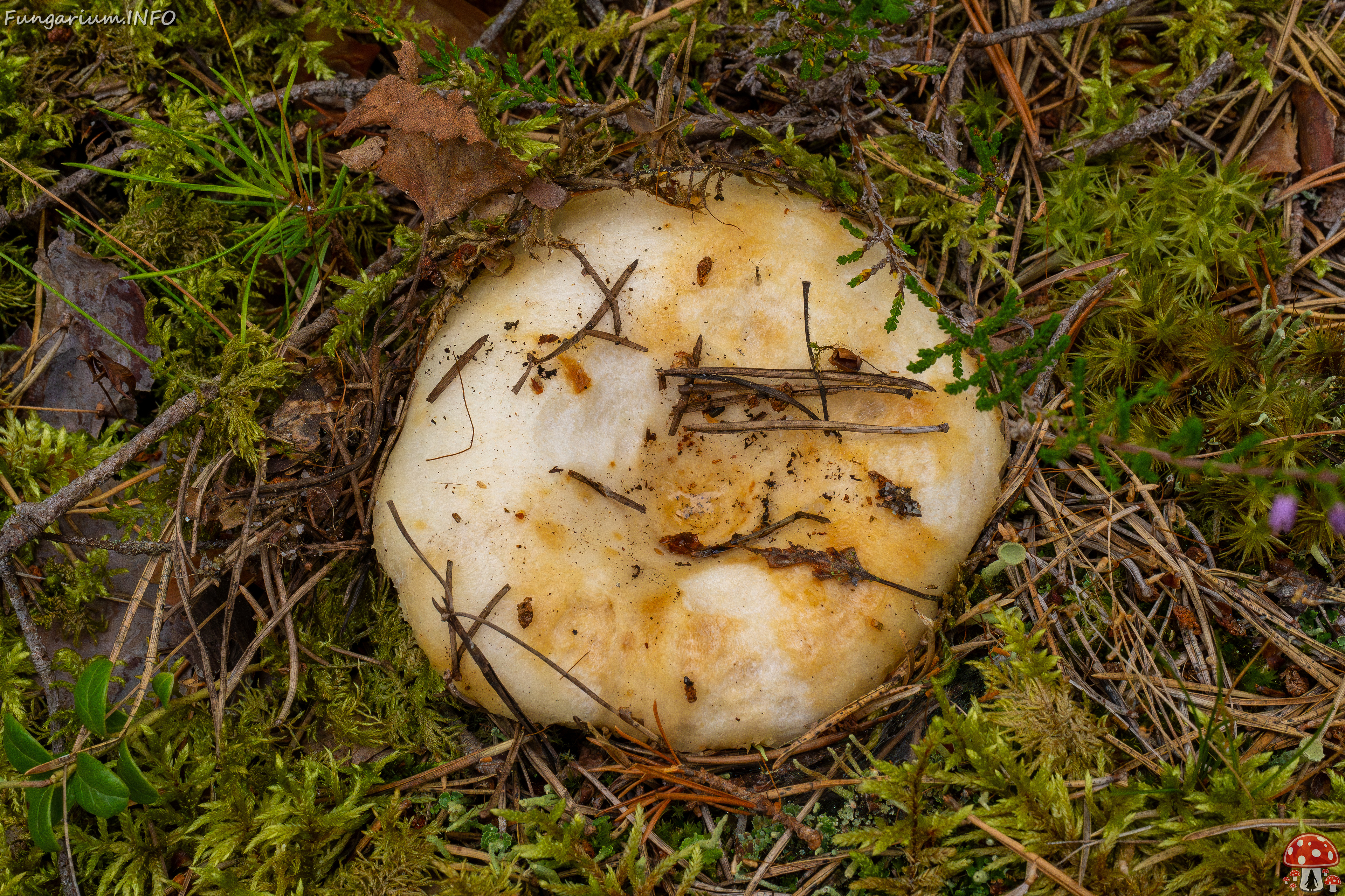 lactarius-resimus_1-8 