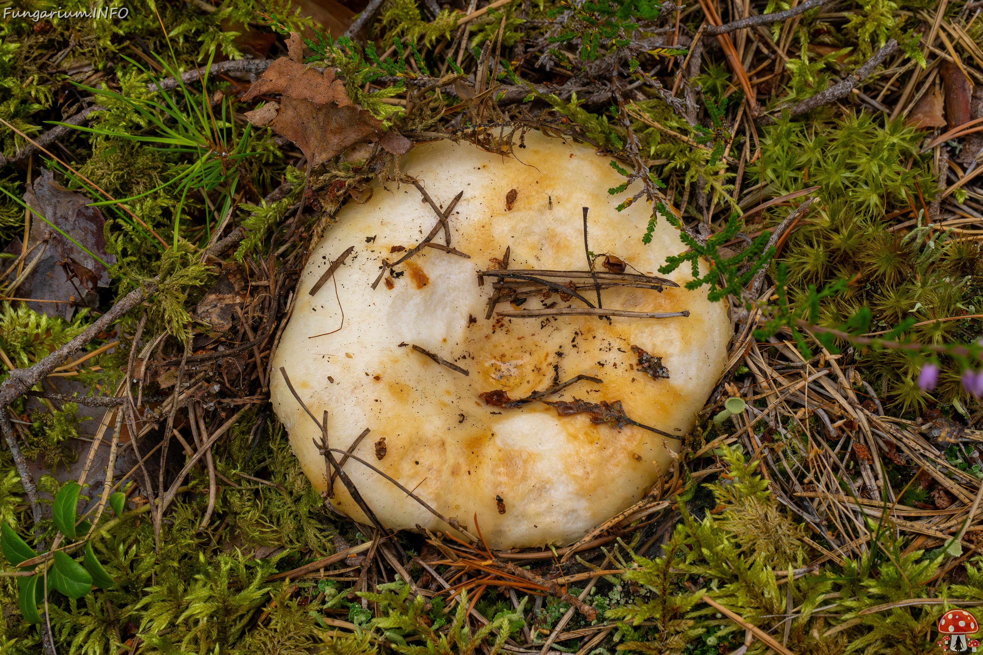 lactarius-resimus_1-9 